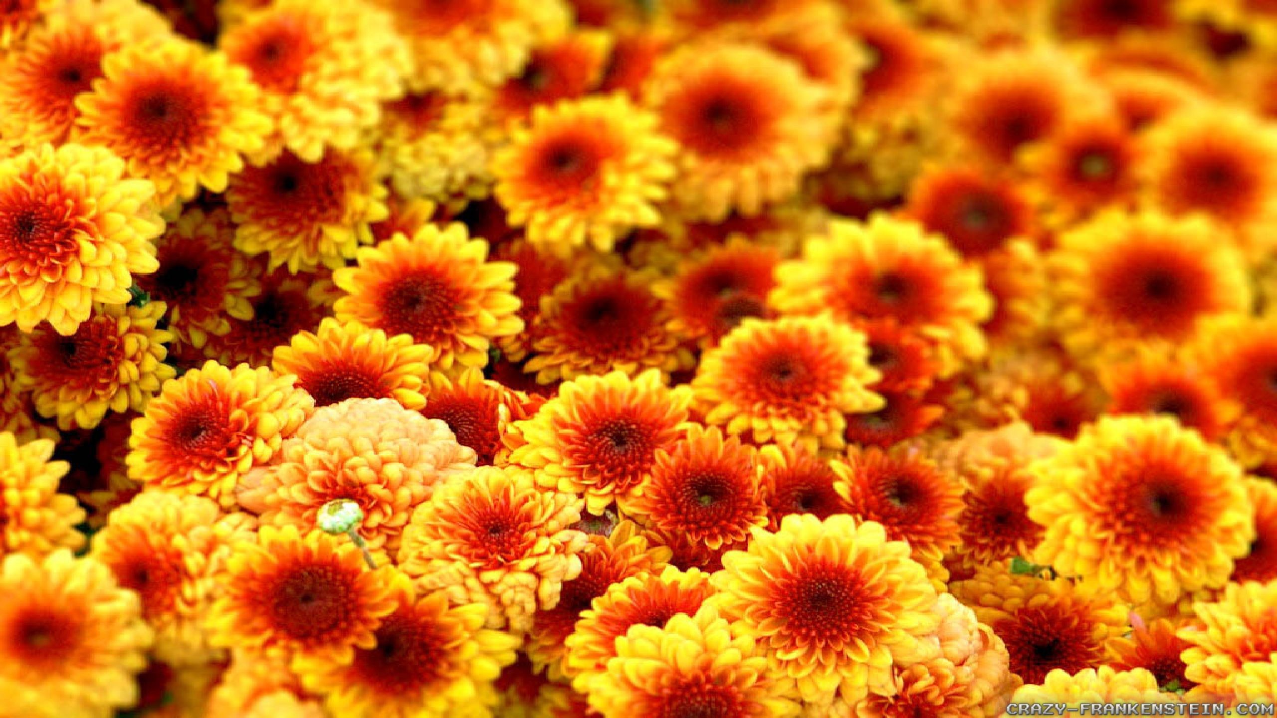 Fall Flowers Wallpaper