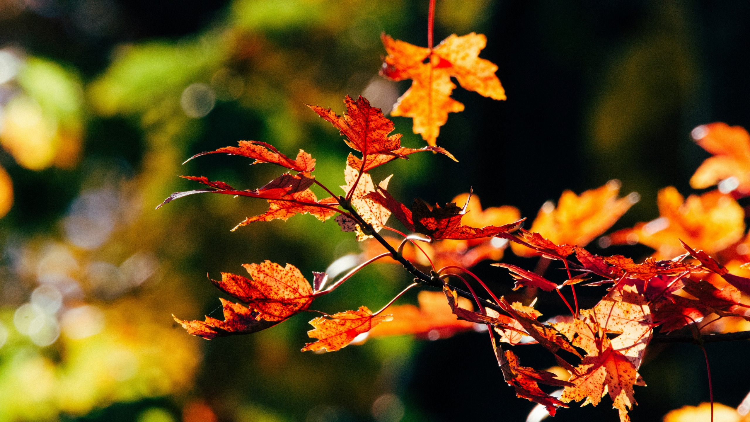 Wallpaper / oak autumn fall and leafe HD 4k wallpaper free download