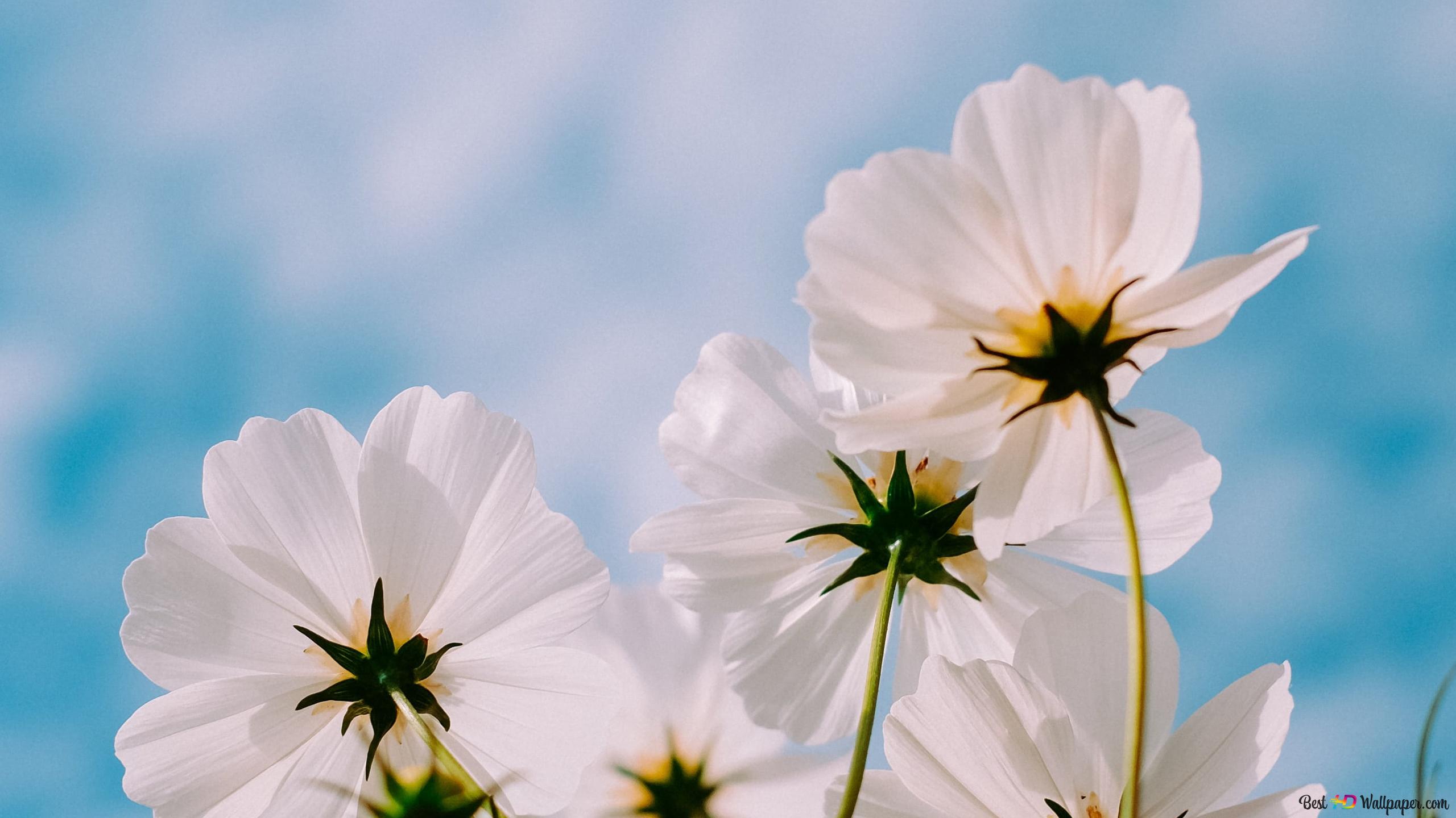White flowers outdoors in spring 2K wallpaper download