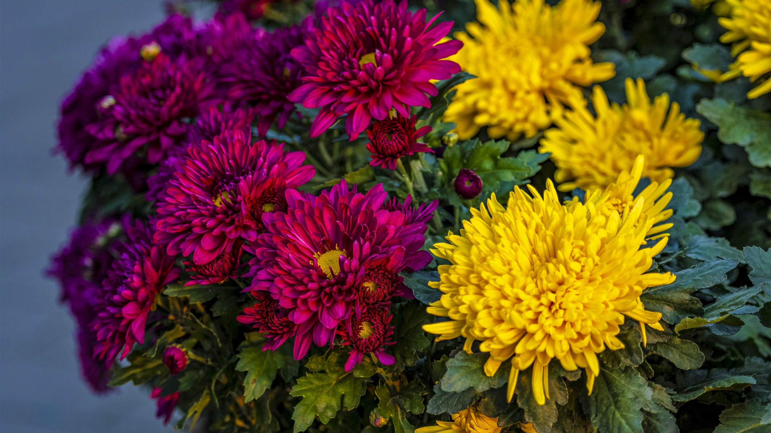 Wallpaper Red and yellow chrysanthemum, flowers, autumn 5120x2880 UHD 5K Picture, Image