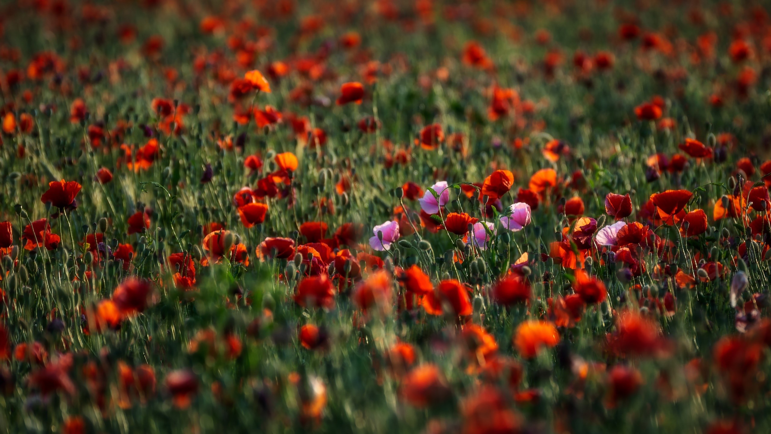 colorful, red flowers, nature, outdoors, plants, poppies, flowers Gallery HD Wallpaper