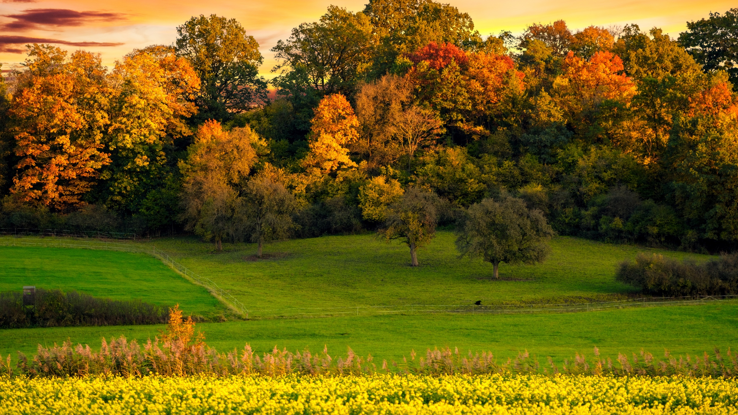 Autumn trees Wallpaper 4K, Sunset, Landscape, Afterglow