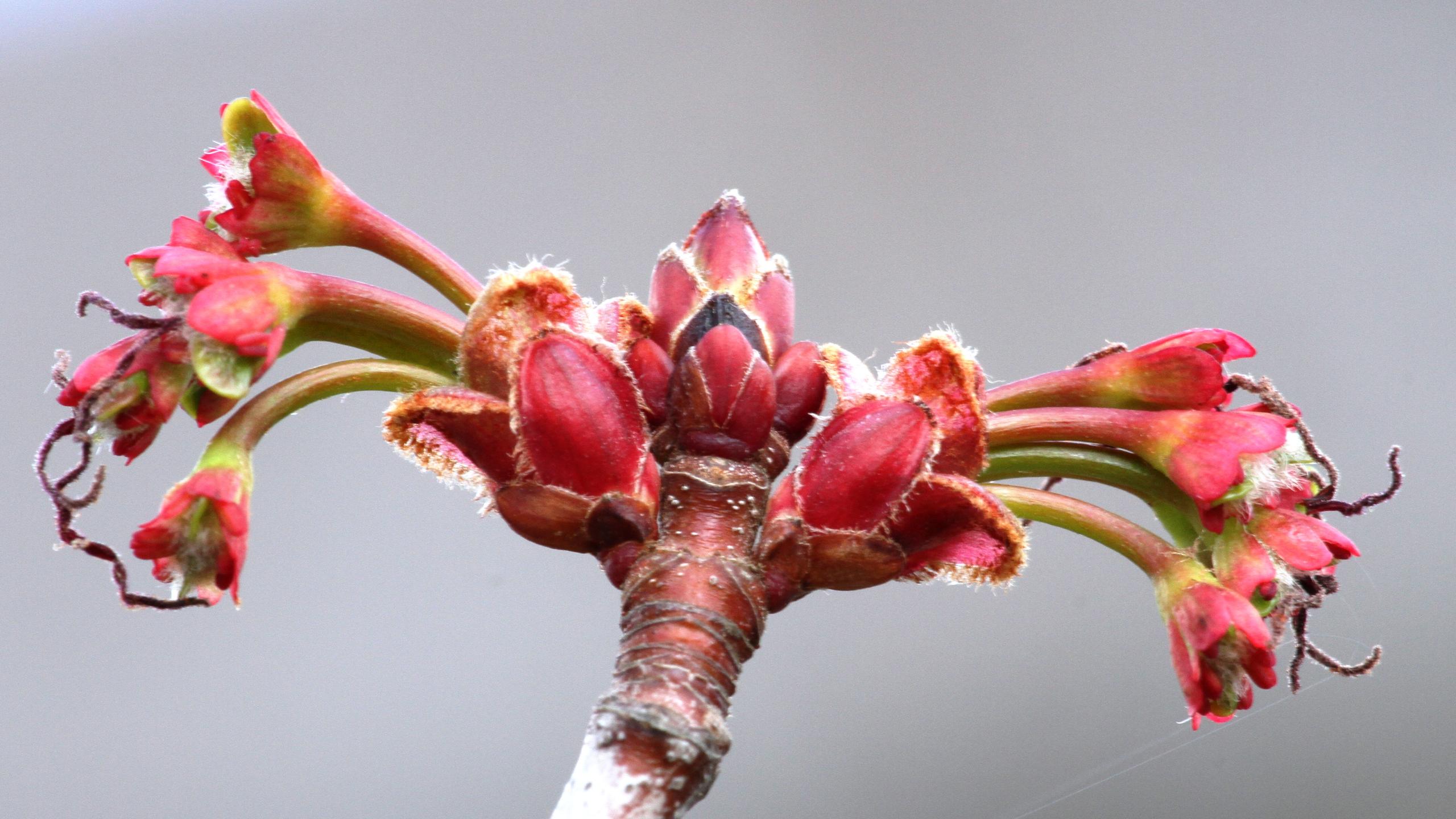 Abstract red Autumn flower