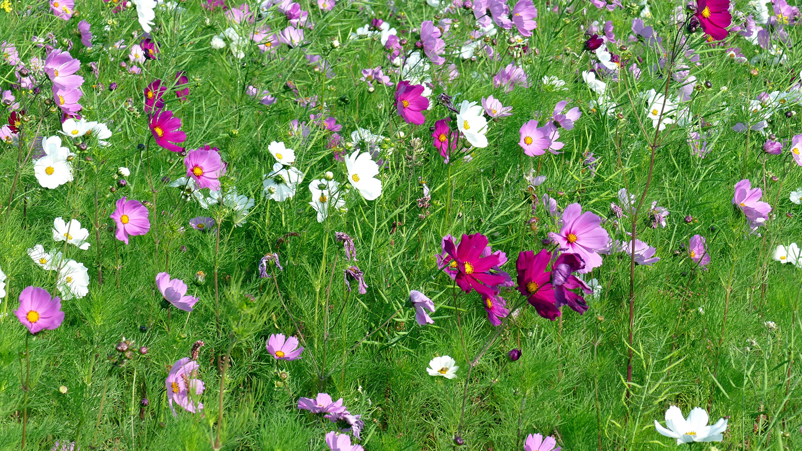Image Meadow Flowers Cosmos plant Many 2560x1440