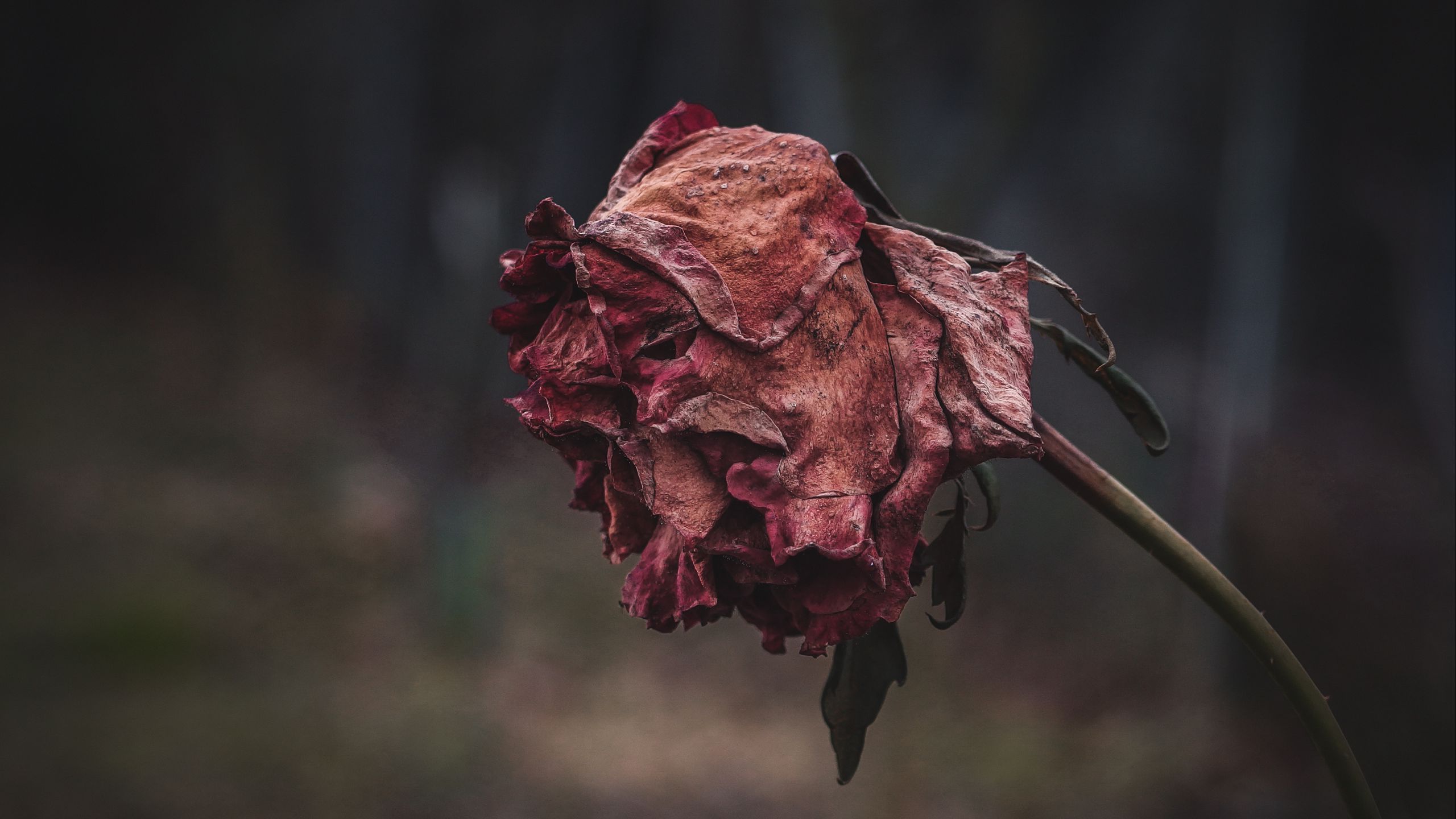 Download wallpaper 2560x1440 rose, dried, autumn, shriveled widescreen 16:9 HD background