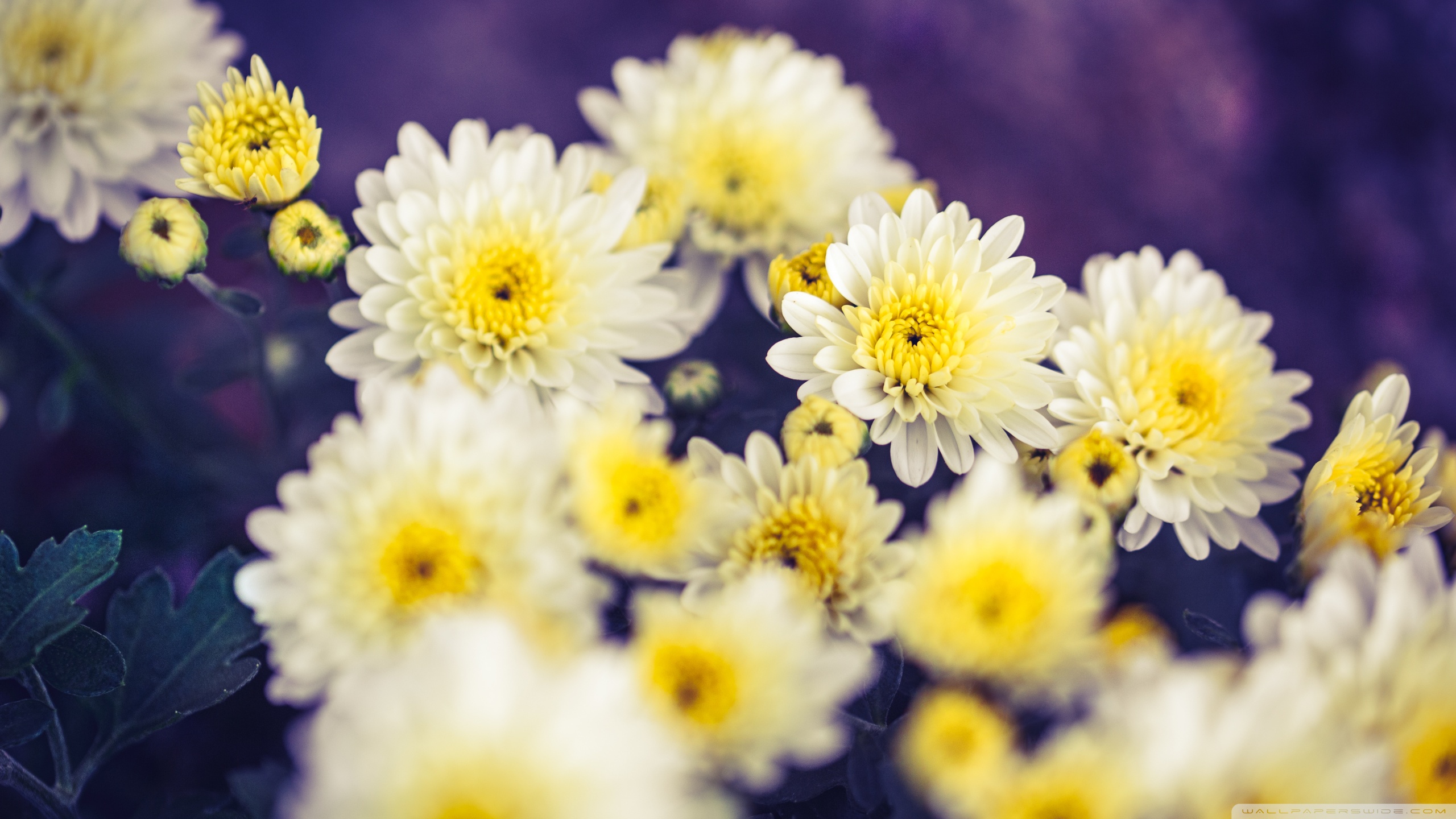 Autumn, Yellow Mums Flowers Ultra HD Desktop Background Wallpaper for 4K UHD TV, Widescreen & UltraWide Desktop & Laptop, Tablet