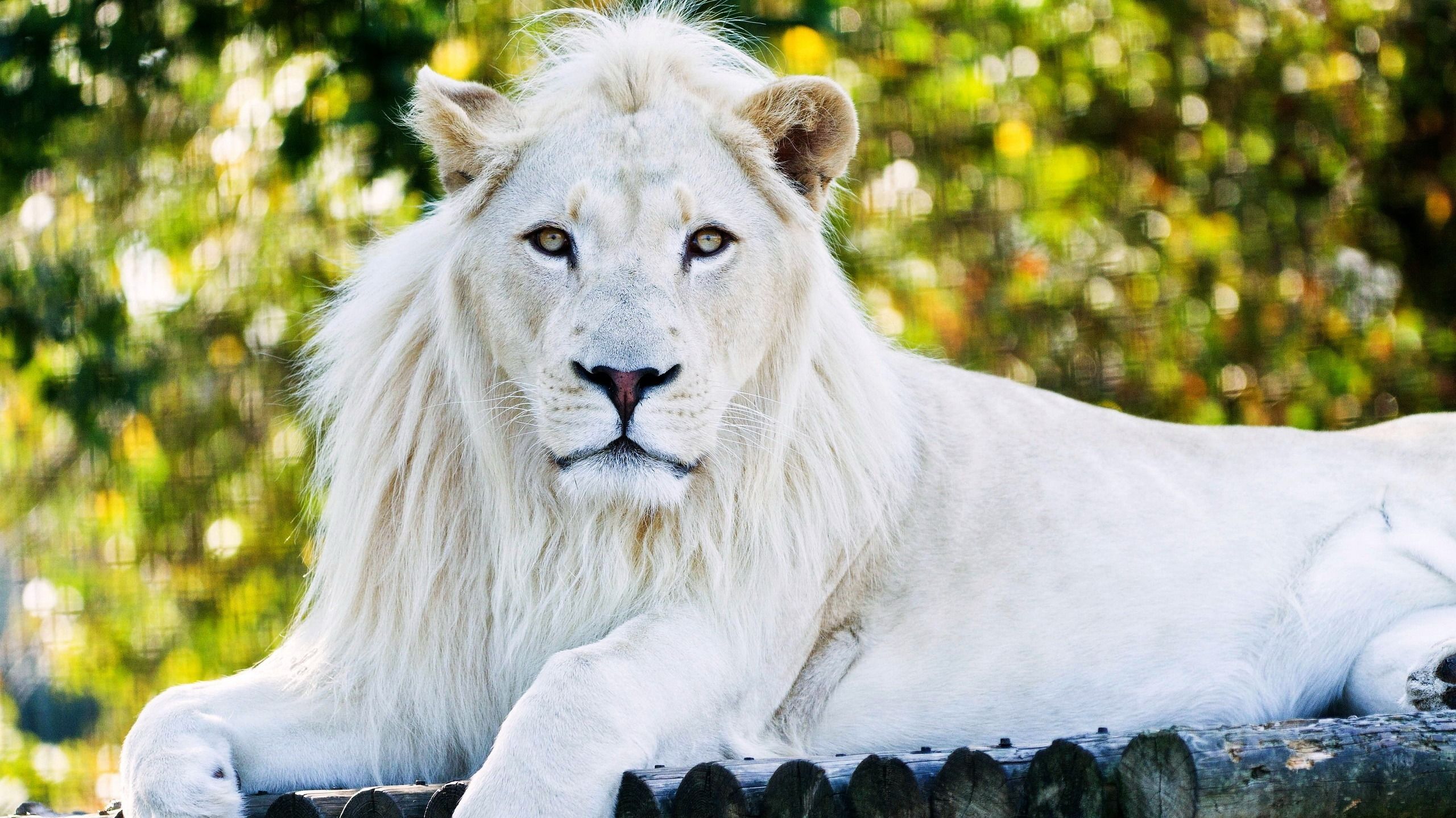 White Lion Wallpaper