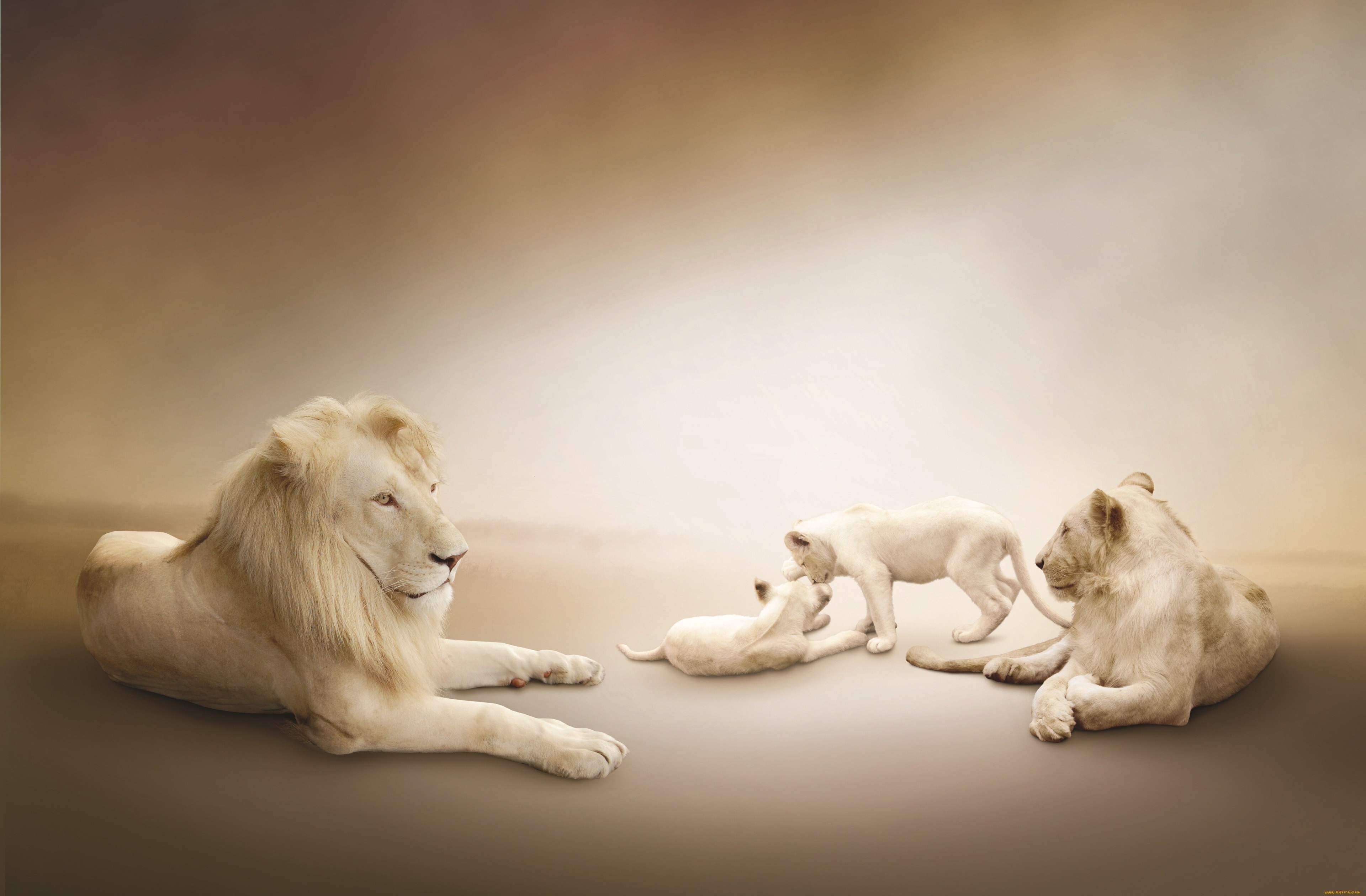 3840x2520 white lion 4k high resolution wallpaper for desktop free download Gallery HD Wallpaper