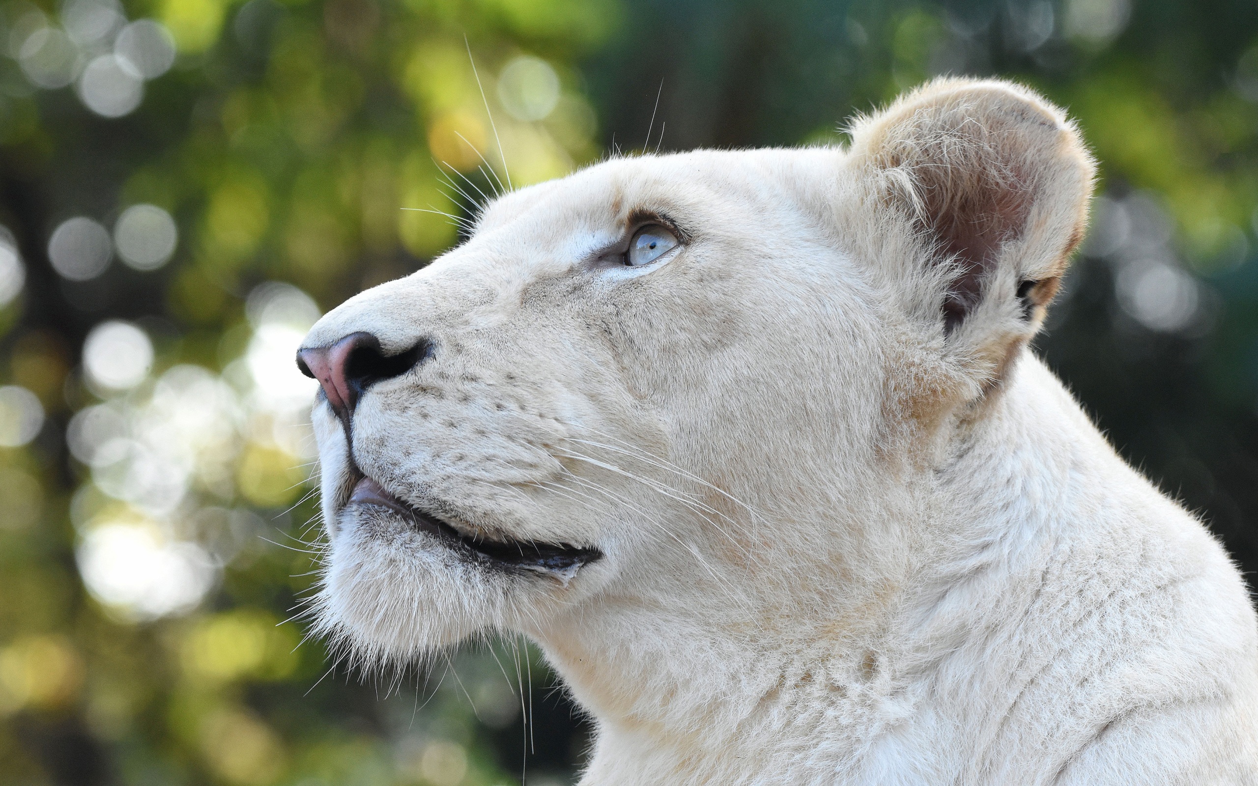 Wallpaper 4k White Lion Head 4k Wallpaper
