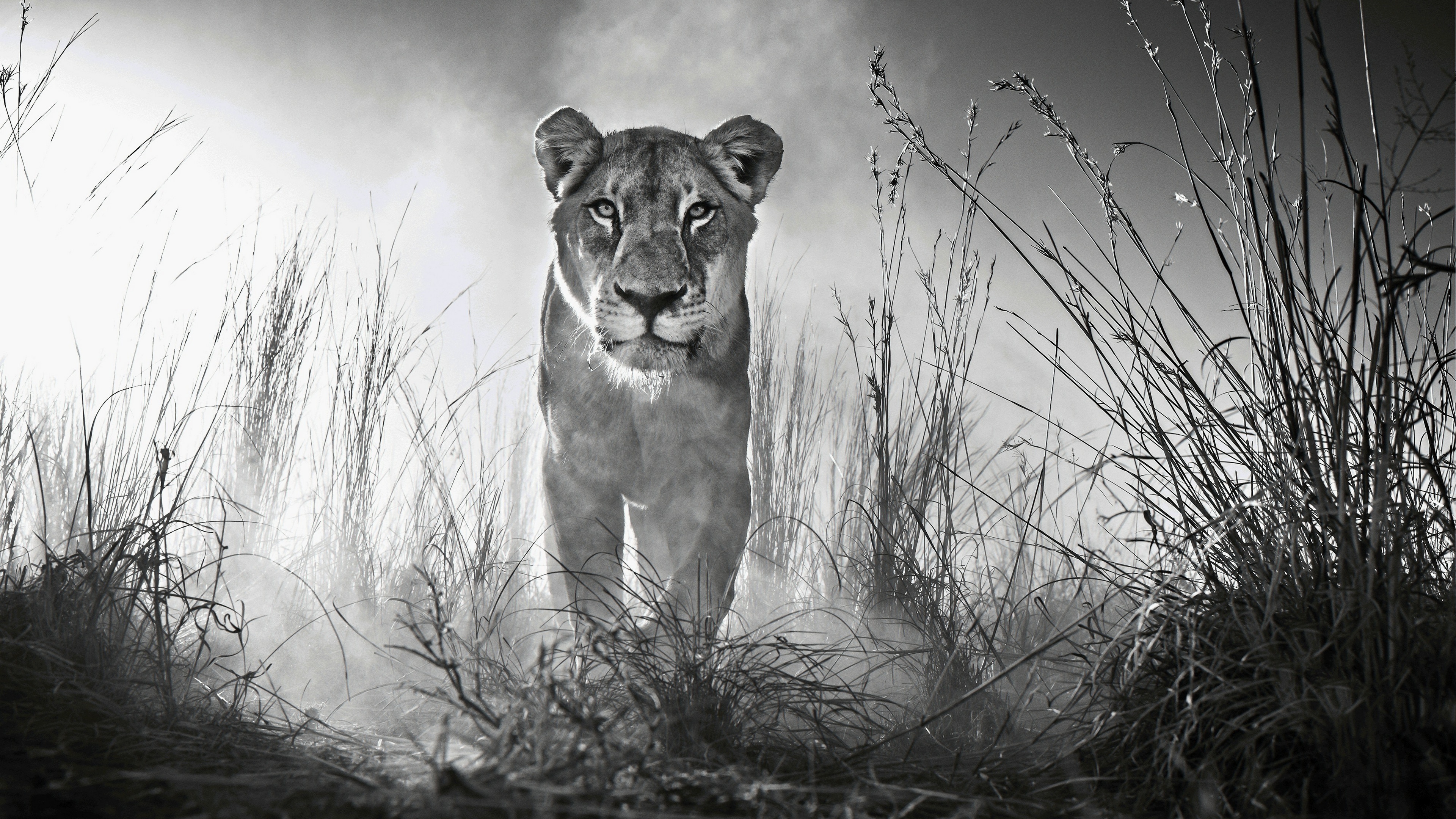 Wallpaper / lion, animals, black and white, 4k, HD free download