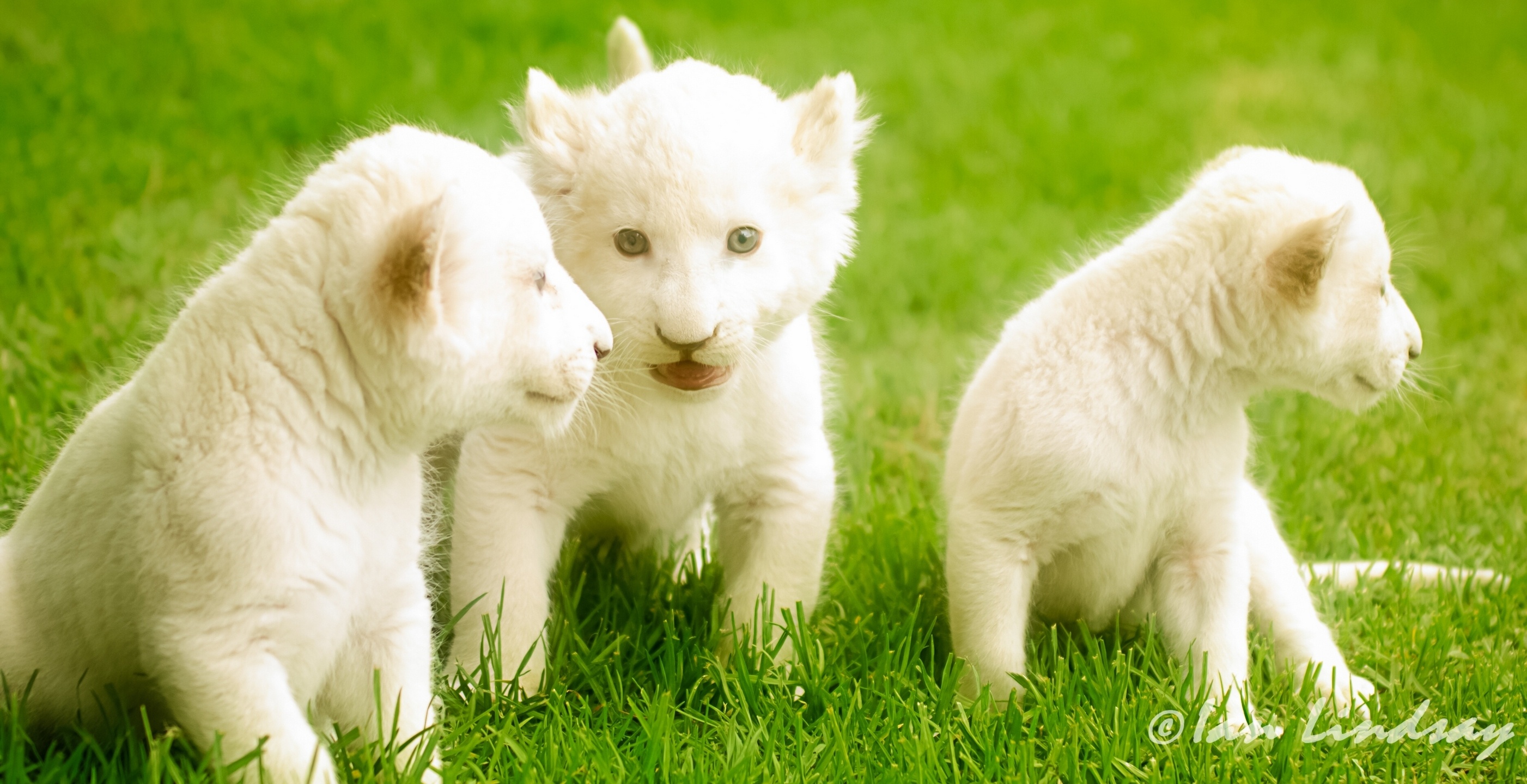 Download White Lion wallpaper for mobile phone, free White Lion HD picture