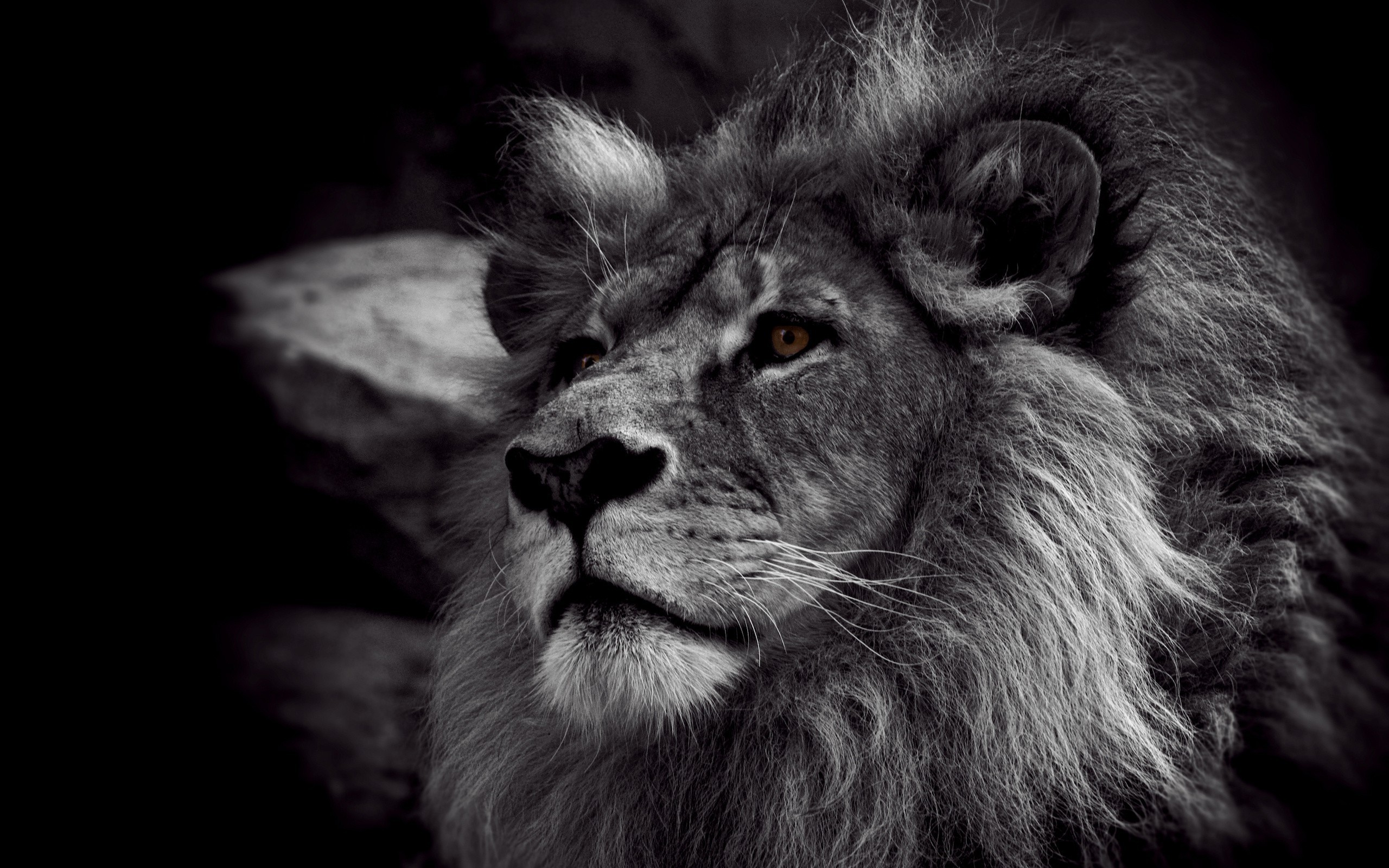 Wallpaper White Lion