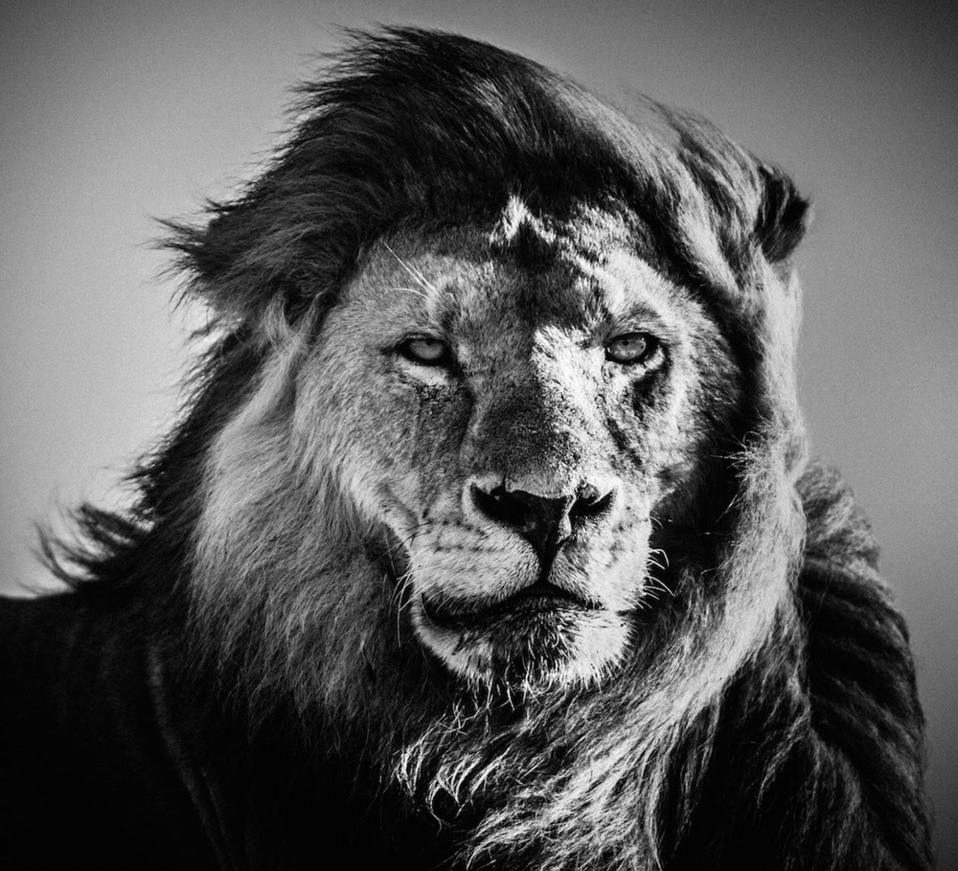 Lion Wallpaper Black and White