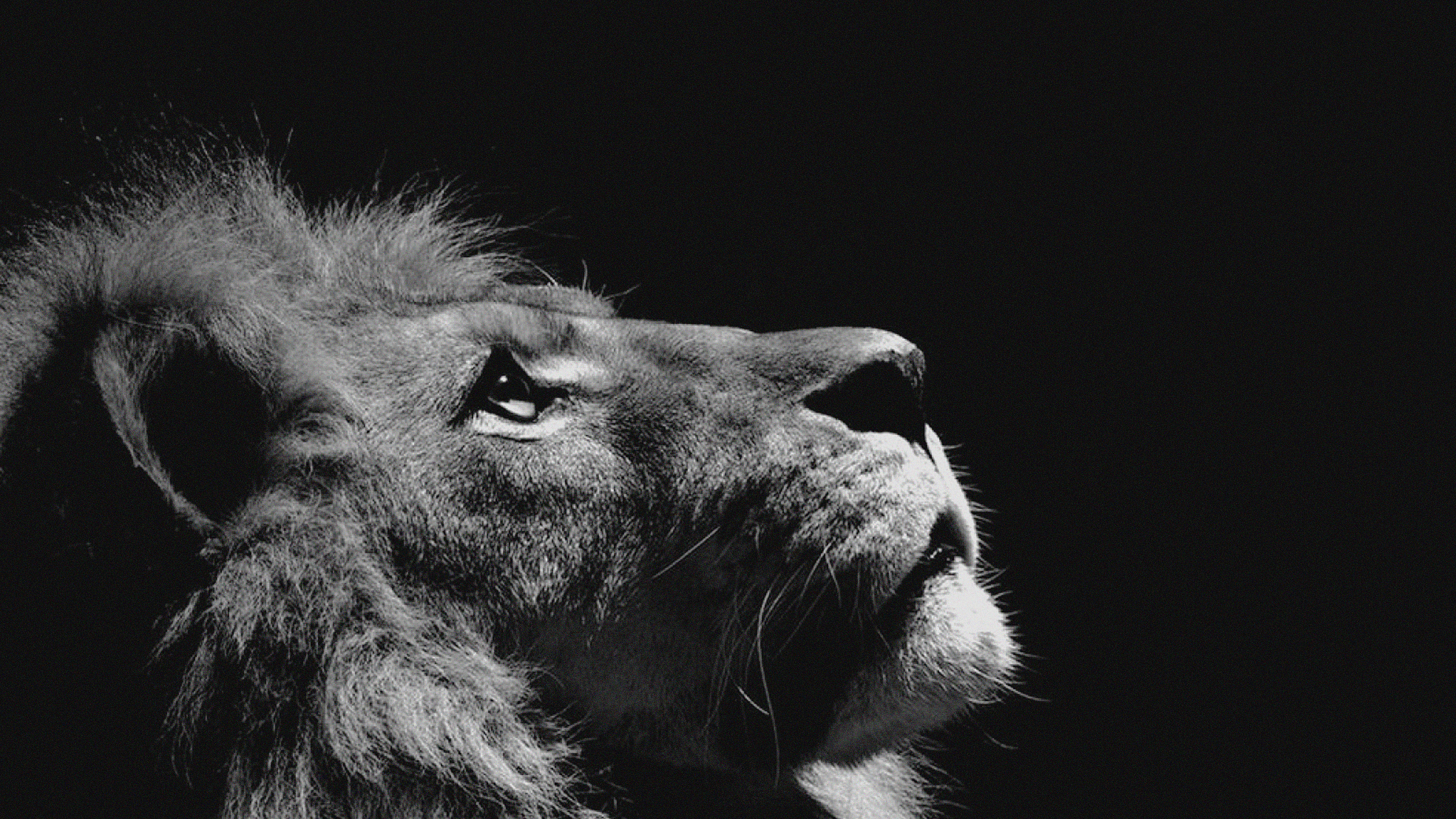 White Lion Wallpaper, HD White Lion Background, Free Image Download