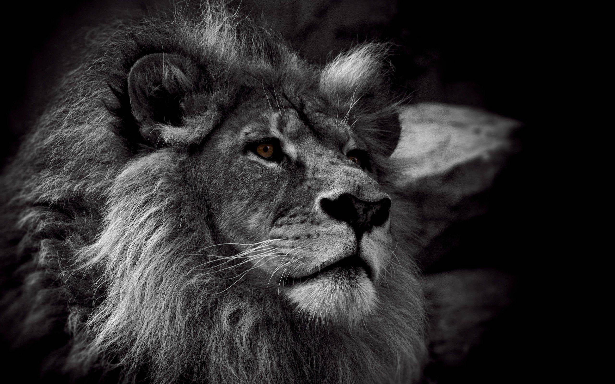 Lion Black and White