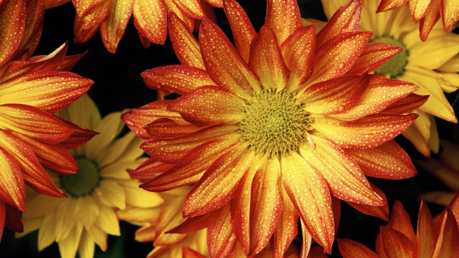 HD desktop wallpaper: Flowers, Flower, Fall, Earth, Colors, Daisy, Orange Flower download free picture