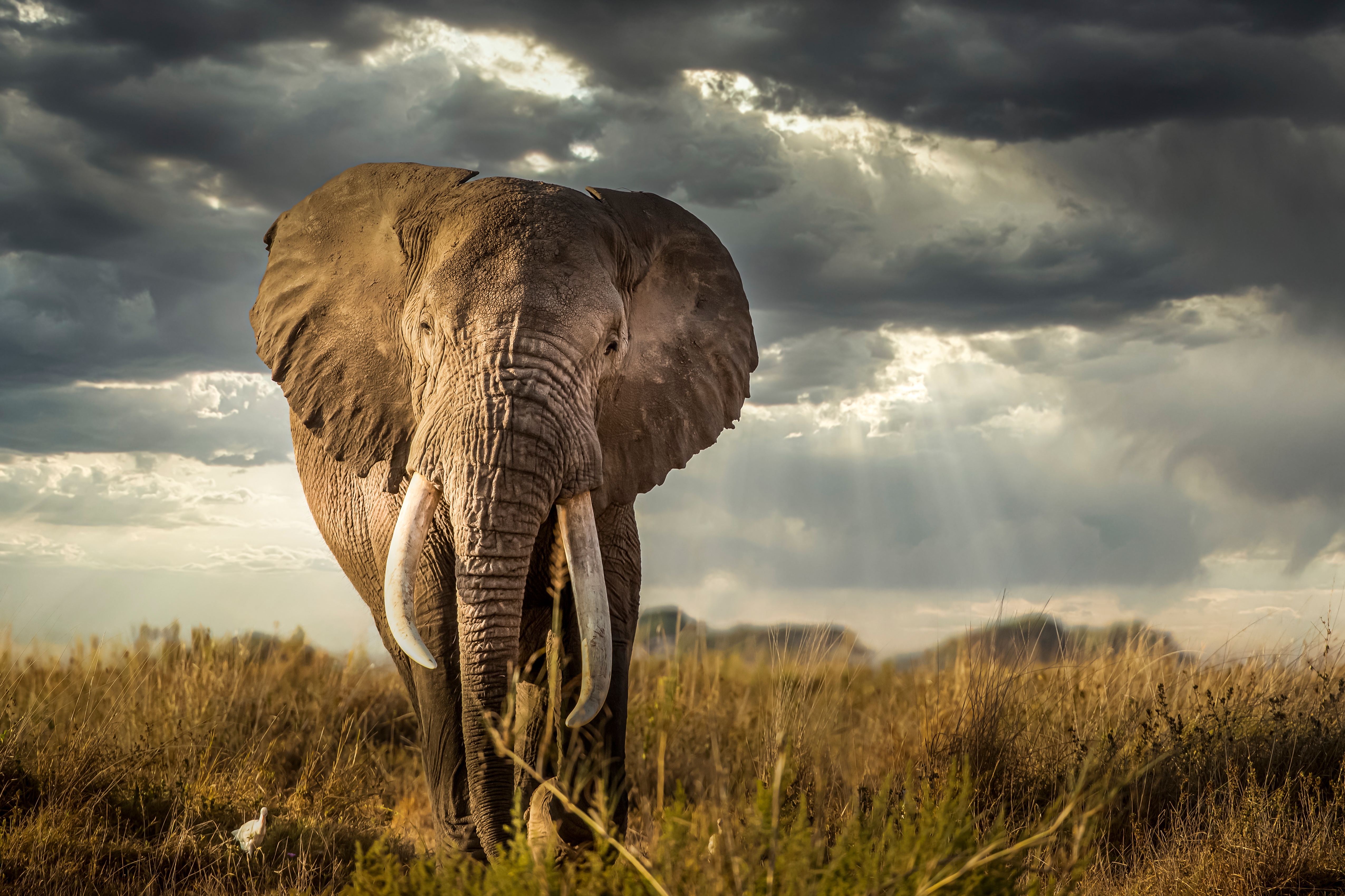 African bush elephant 4k Ultra HD Wallpaper
