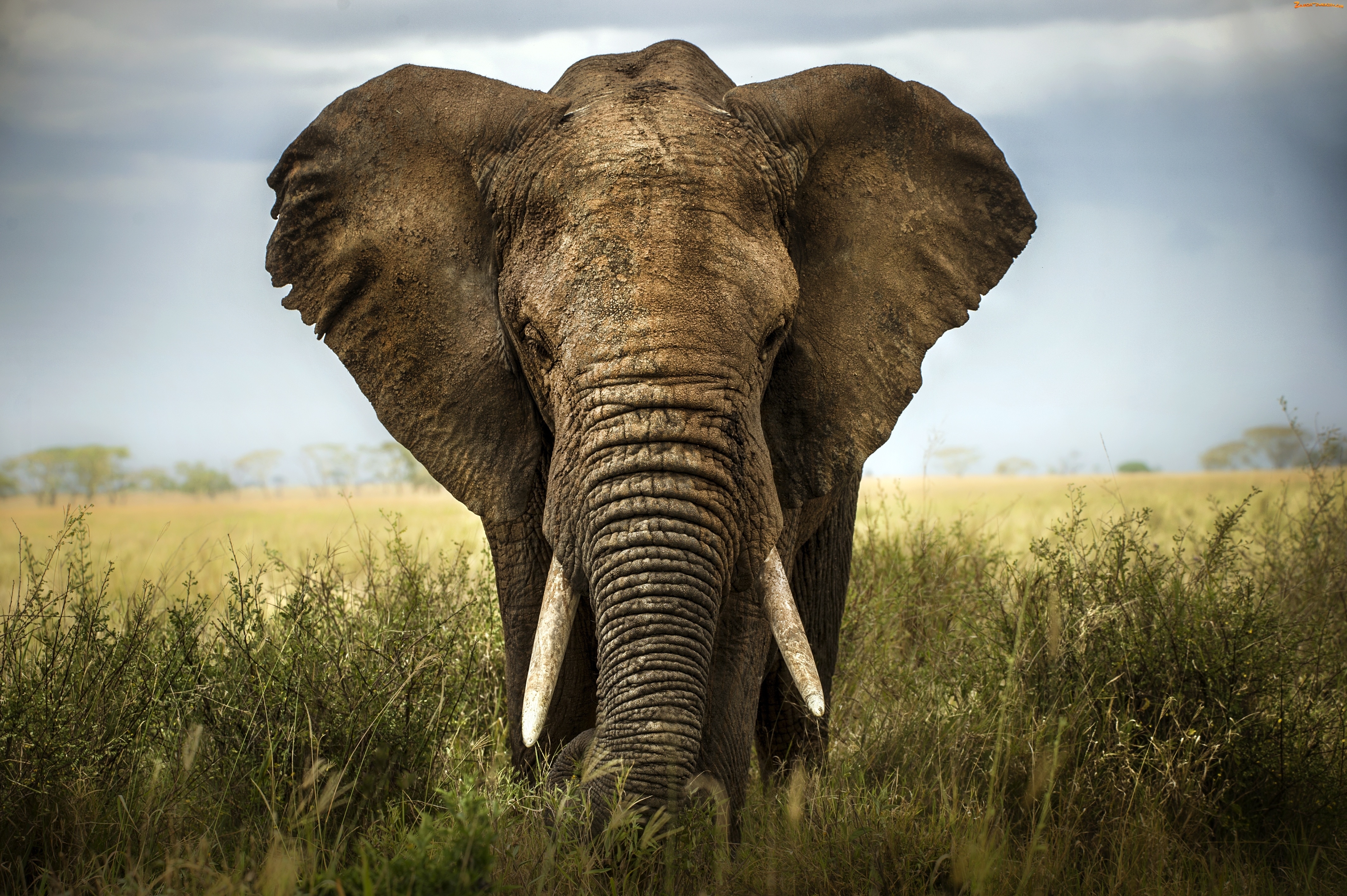 African bush elephant 4k Ultra HD Wallpaper
