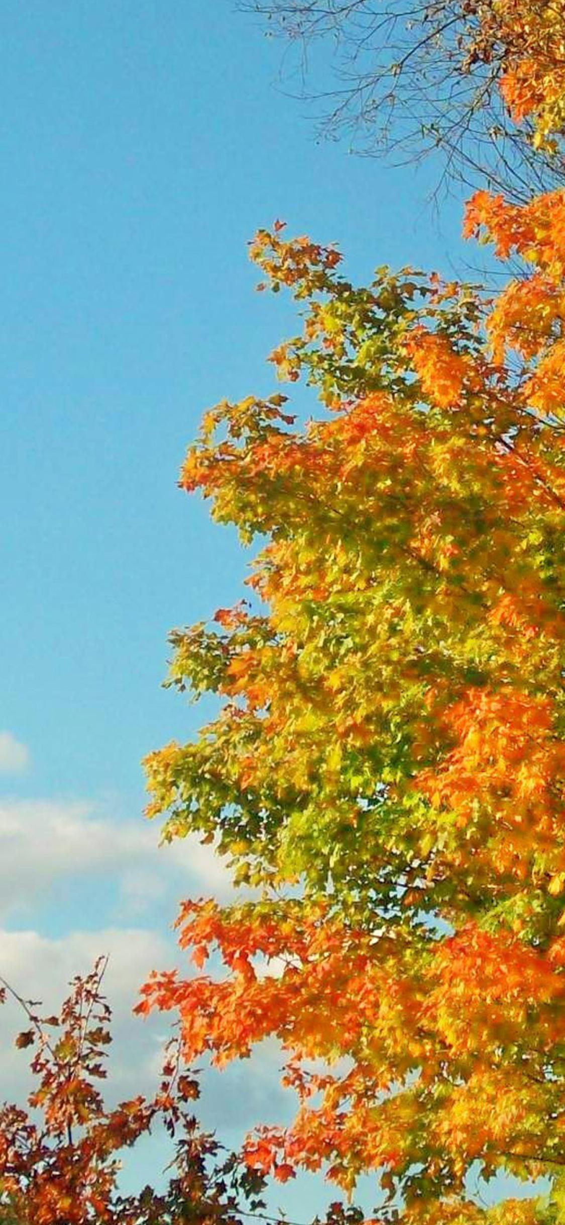 Autumn tree in a sunny cold day