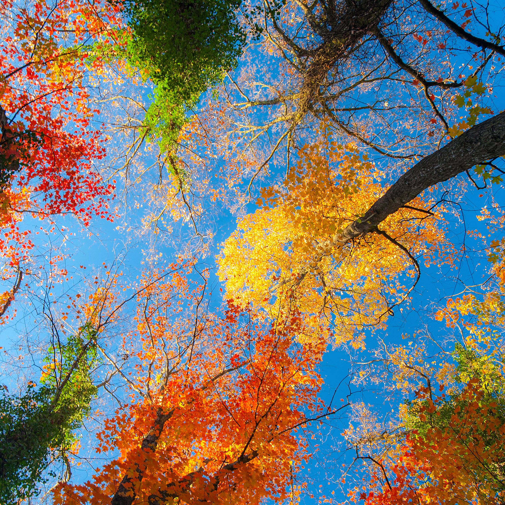 4K Fall Wallpaper for Desktop, iPad & iPhone