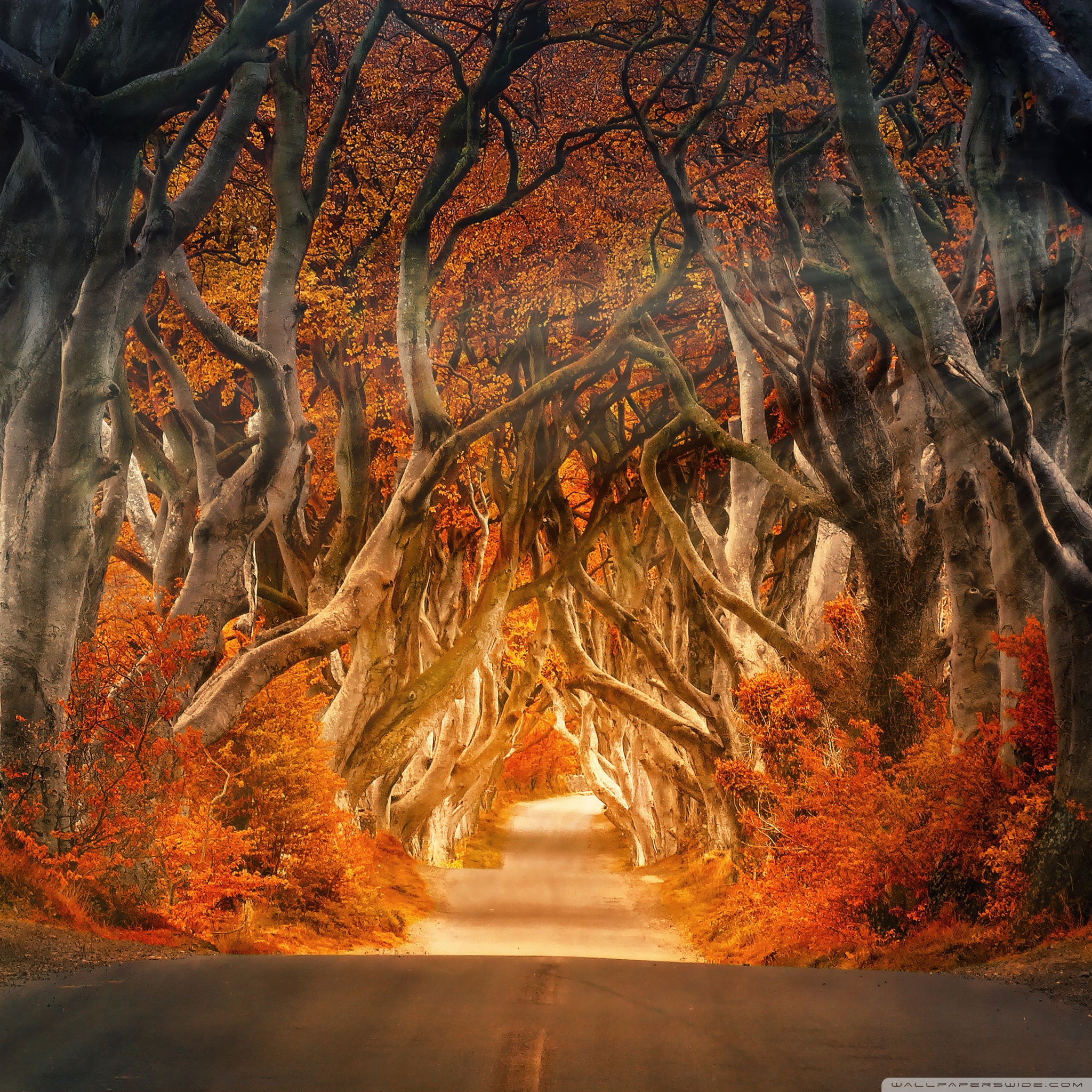 Autumn Aesthetic Ultra HD Desktop Background Wallpaper for 4K UHD TV, Widescreen & UltraWide Desktop & Laptop, Tablet