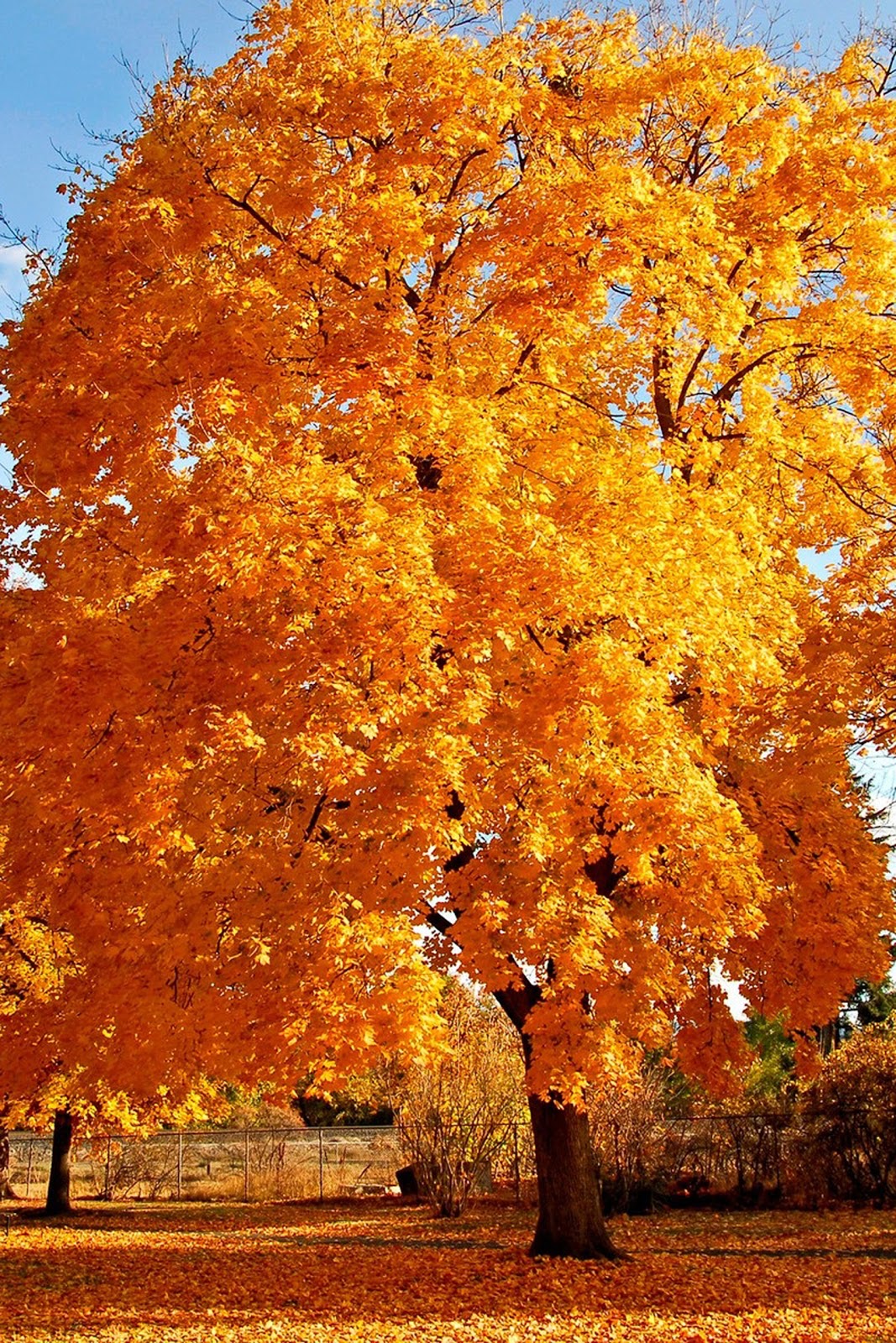 Free download Autumn tree iphone wallpaper [1067x1600] for your Desktop, Mobile & Tablet. Explore Autumn Tree Wallpaper. Autumn Background, Autumn Wallpaper, Autumn Wallpaper