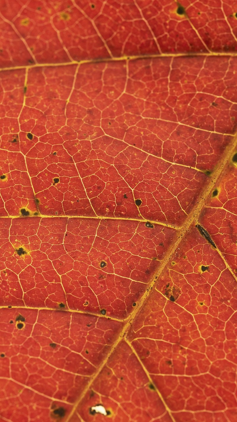 Tree leaf iphone wallpaper background