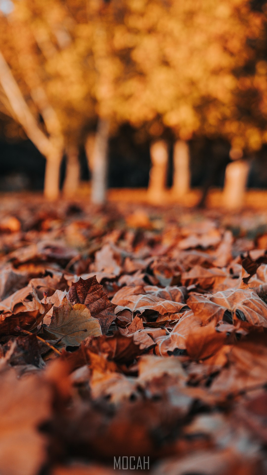Leaf, Deciduous, Autumn, Tree, Orange, Apple iPhone 6 screensaver, 750x1334 Gallery HD Wallpaper