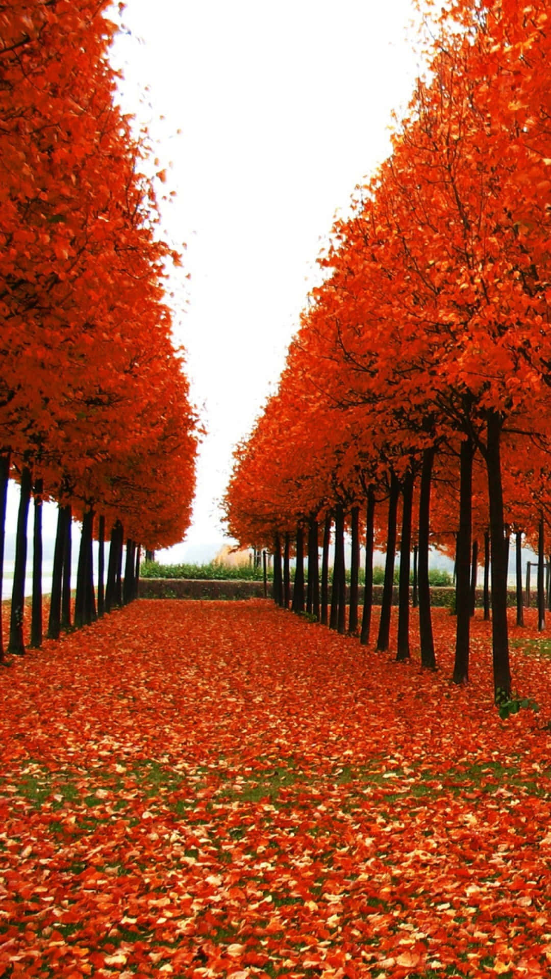 Download a row of trees Wallpaper