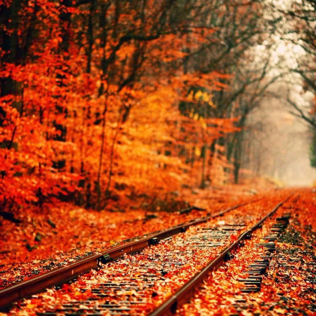 Download Celebrate the beauty of autumn with a walk through a colorful forest