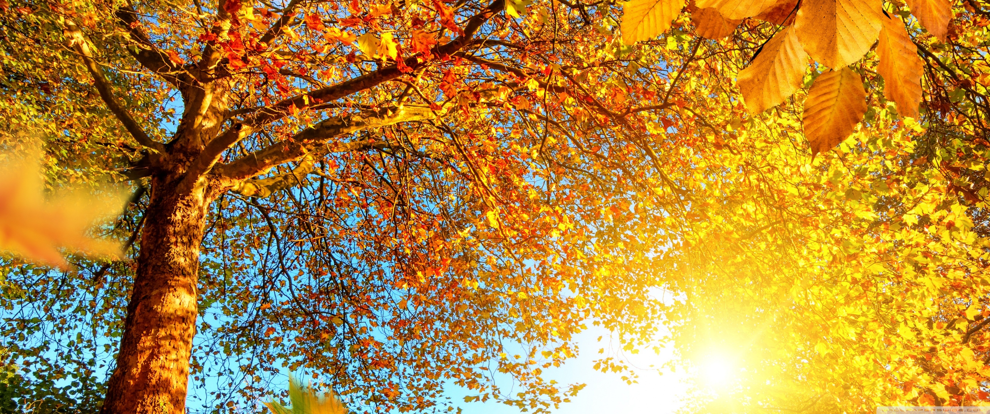 Beautiful Autumn Landscape Ultra HD Desktop Background Wallpaper for 4K UHD TV, Widescreen & UltraWide Desktop & Laptop, Tablet