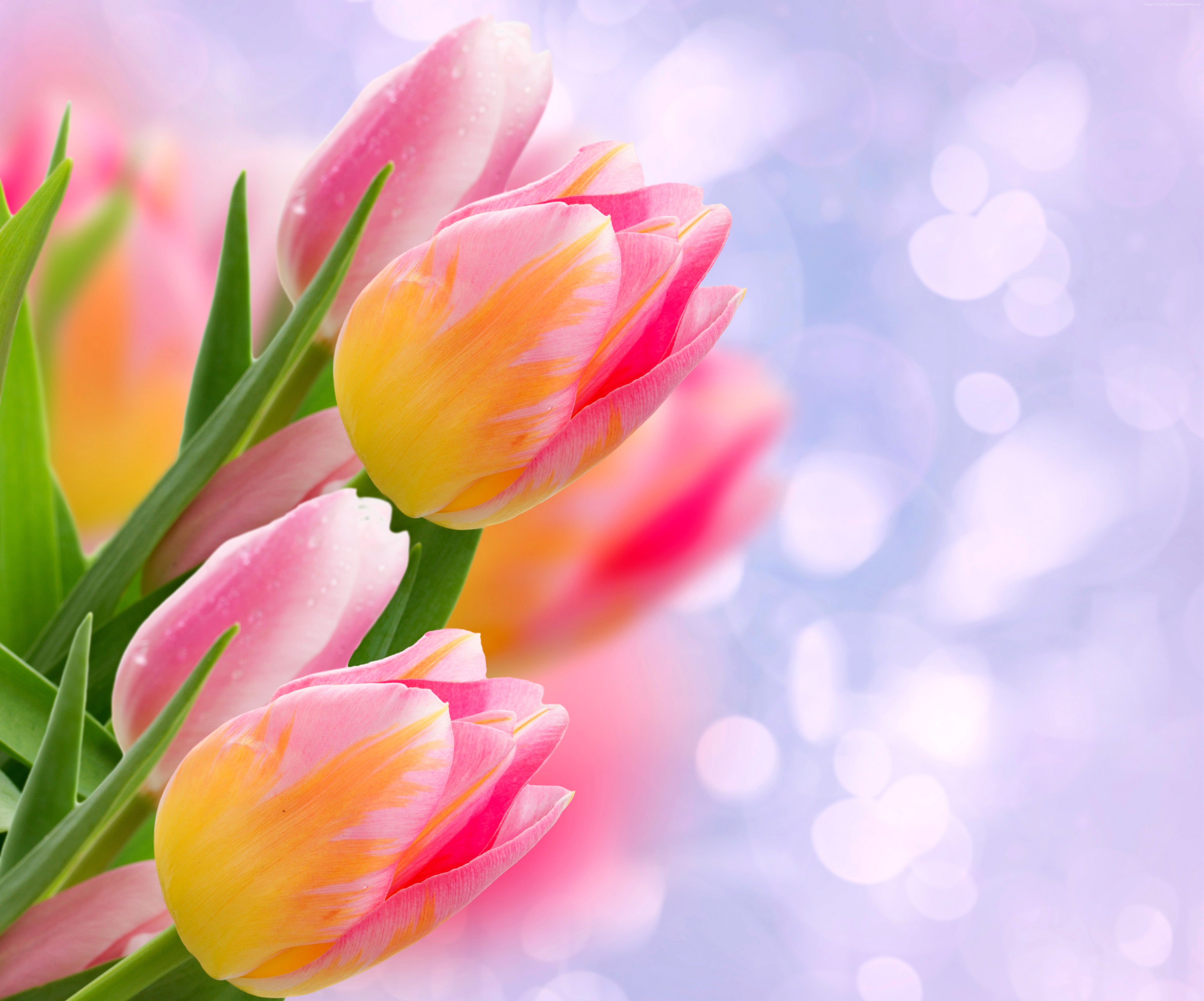 tulips, flowers, 4k Gallery HD Wallpaper