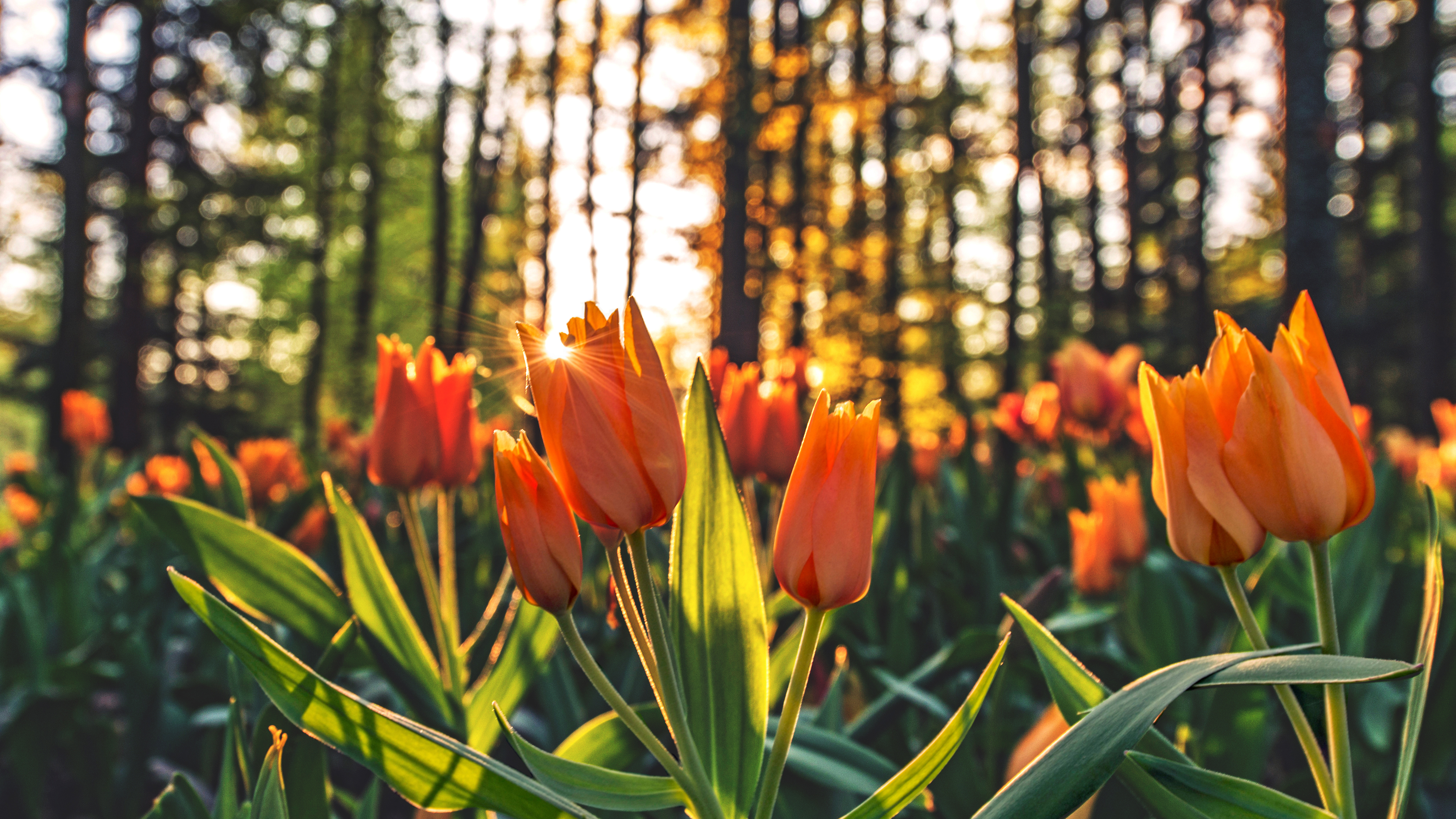 Wallpaper 4k Tulips Orange Wallpaper