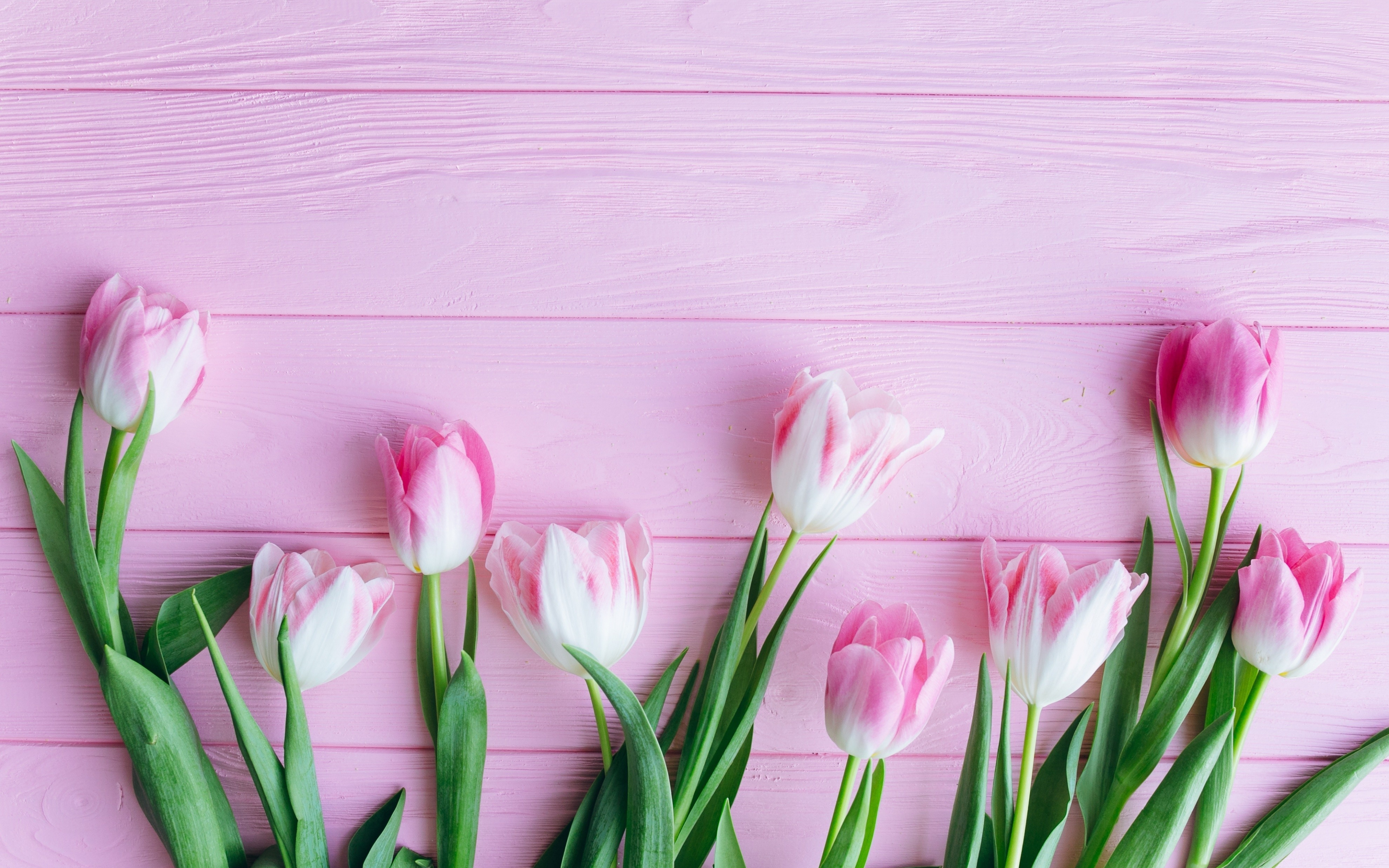 Download wallpaper 3840x2400 tulip, flowers, fresh 4k wallaper, 4k ultra HD 16:10 wallpaper, 3840x2400 HD background, 5161