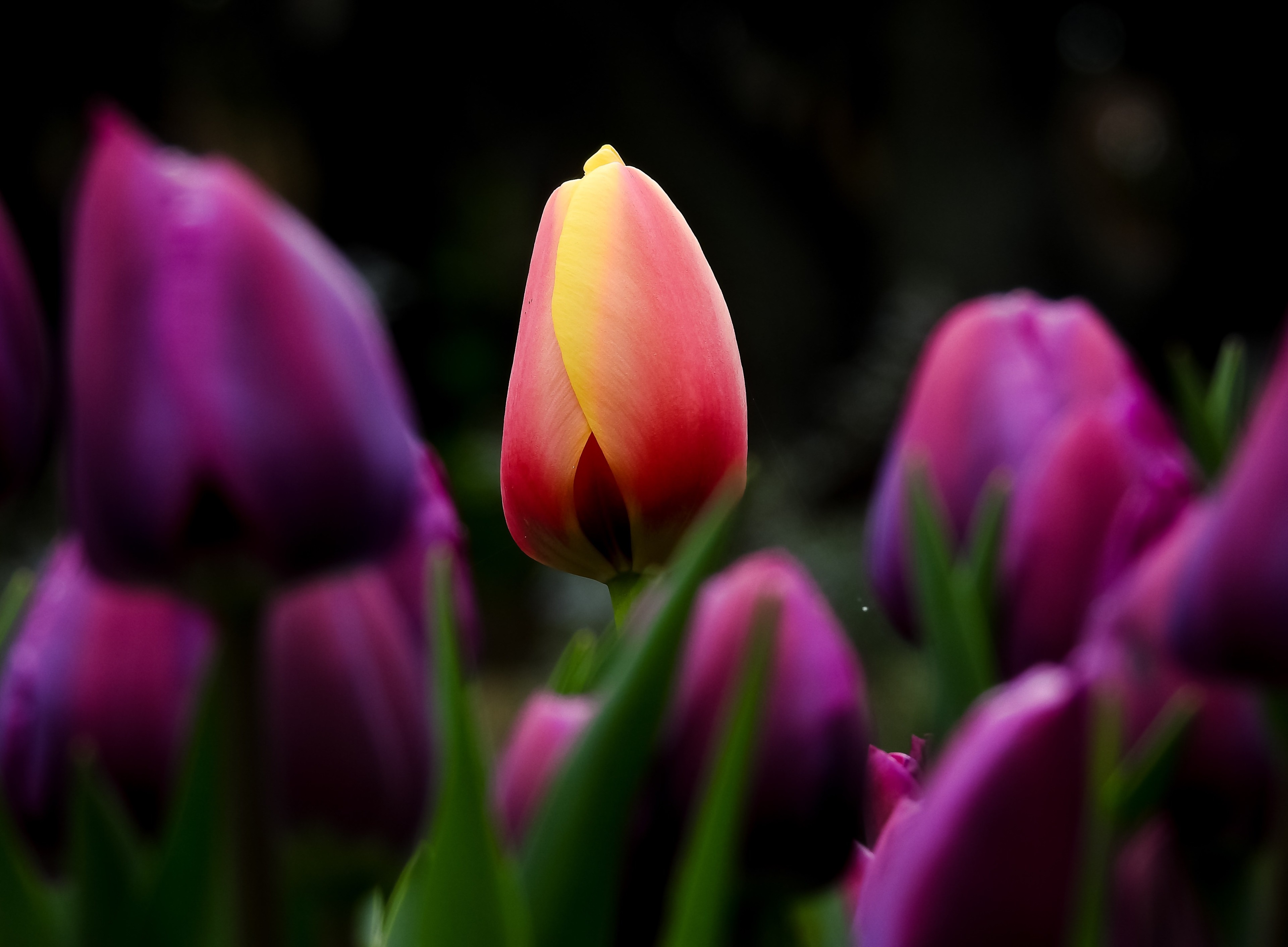3840x2824 tulip 4k background Gallery HD Wallpaper