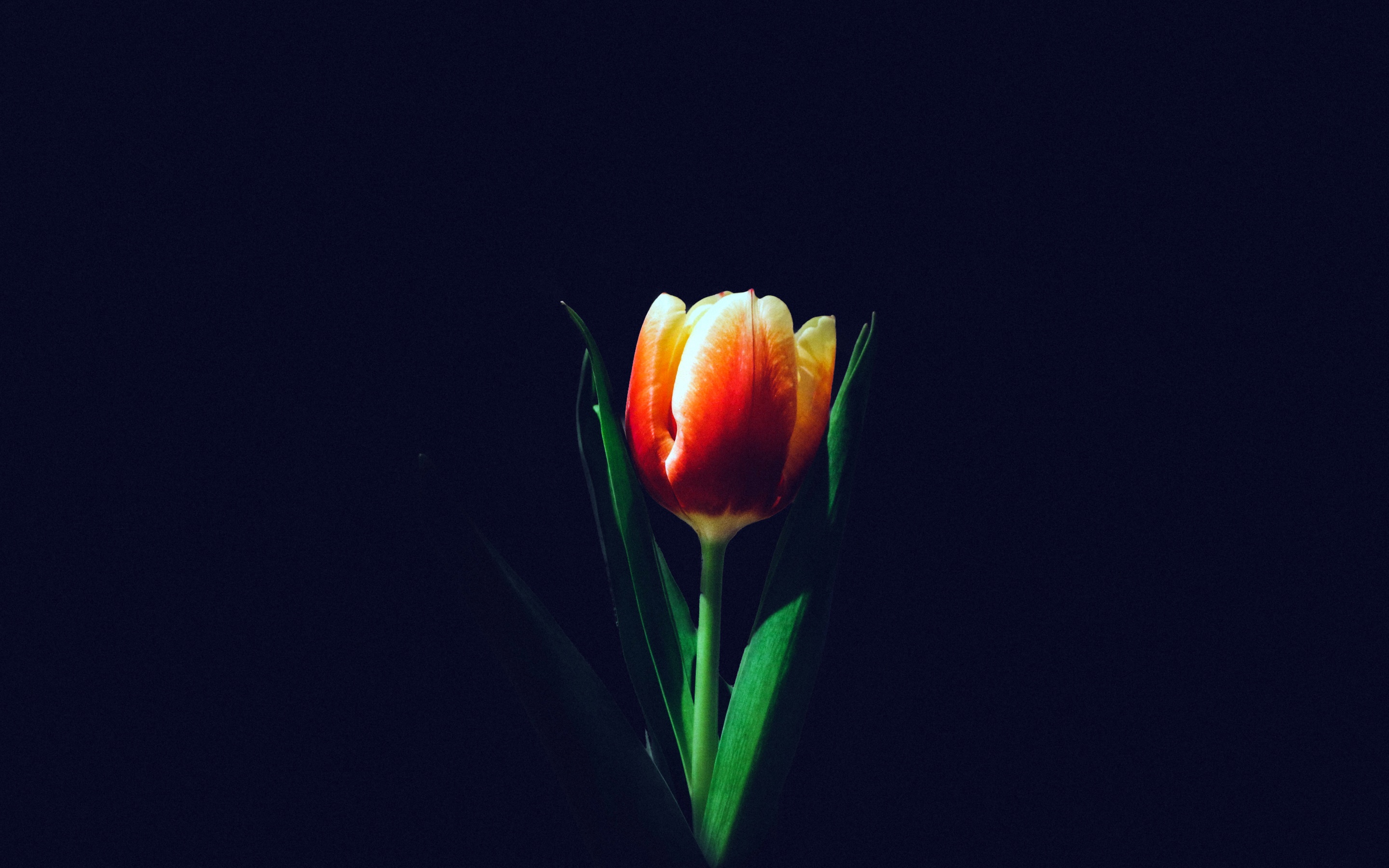 Tulip flower Wallpaper 4K, Orange