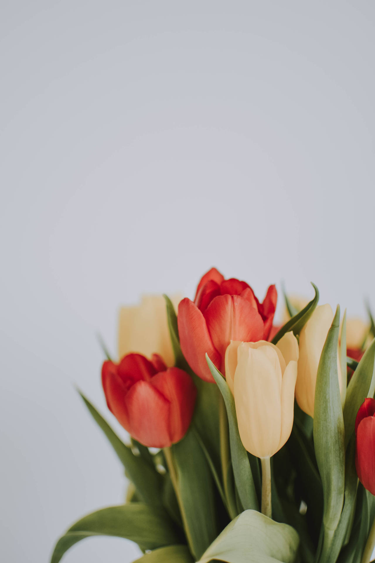 Download Full Screen 4K Flowers Tulip Aesthetic Wallpaper
