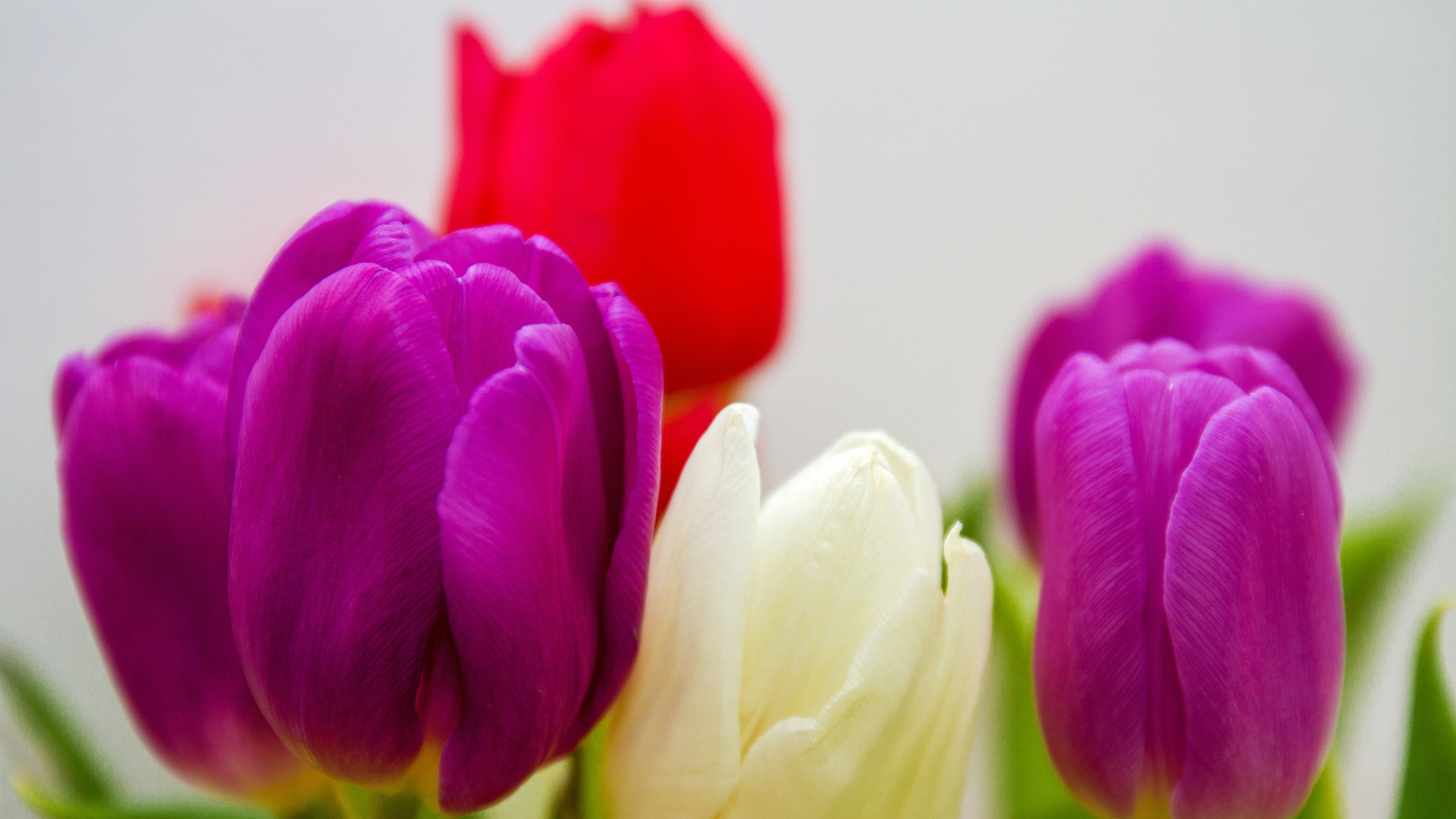 Colorful Tulip Flowers Desktop Wallpaper 4K