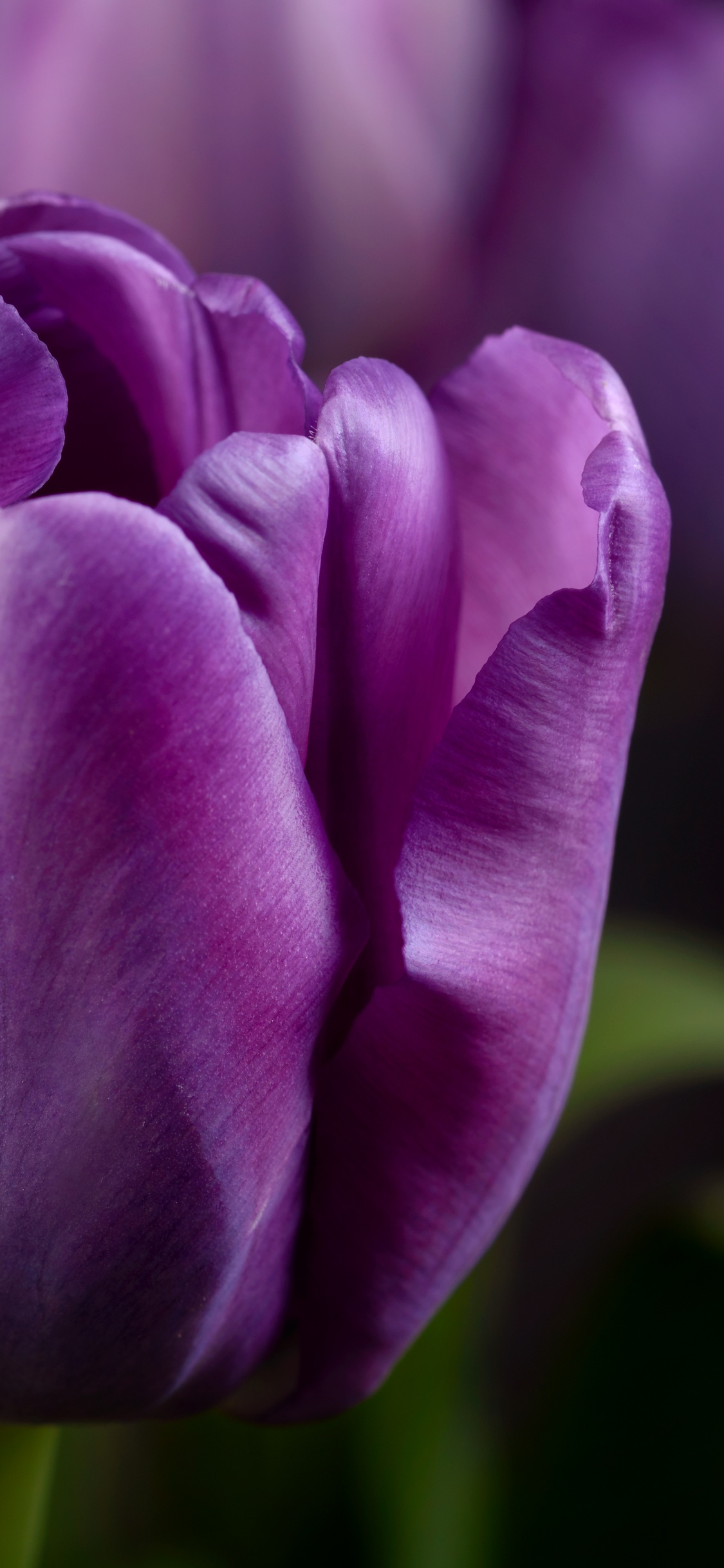 Purple tulips Wallpaper 4K, Closeup, Macro, Bokeh, Blossom