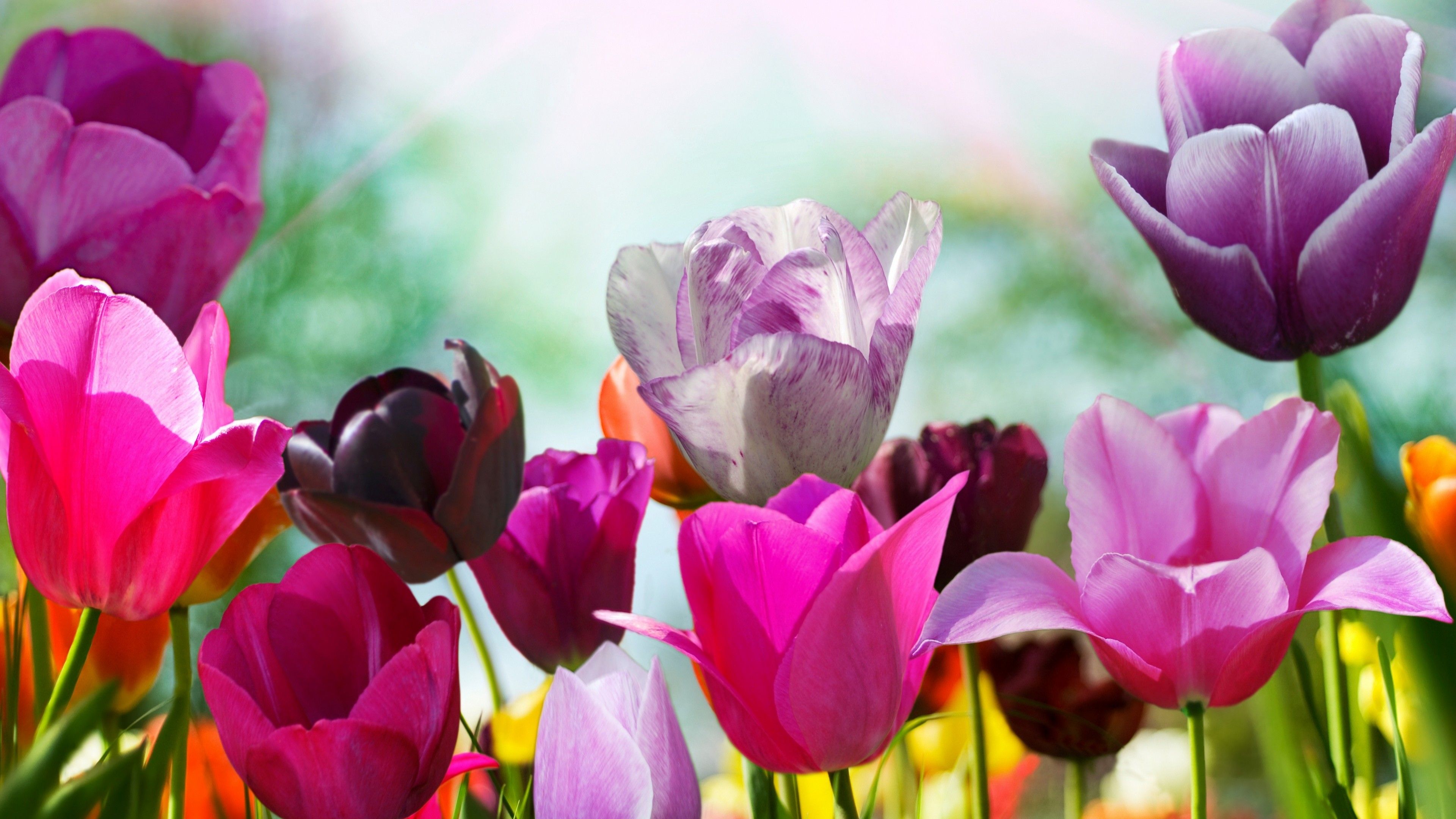 Wallpaper / Tulips, 4K, 4k wallpaper, flowers, pink, purple free download