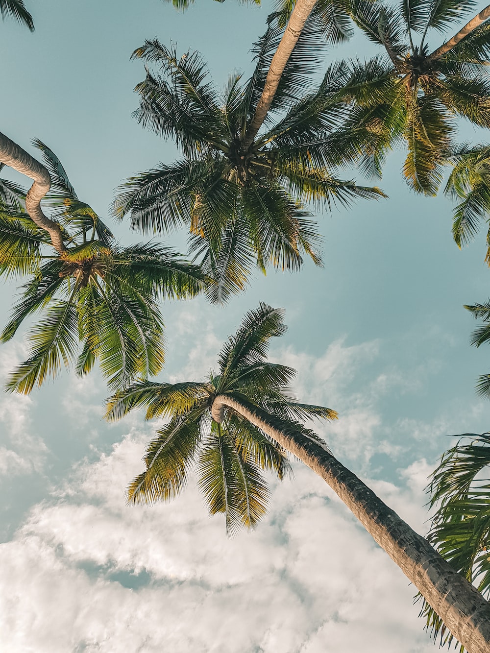 Summer Aesthetic Picture. Download Free Image