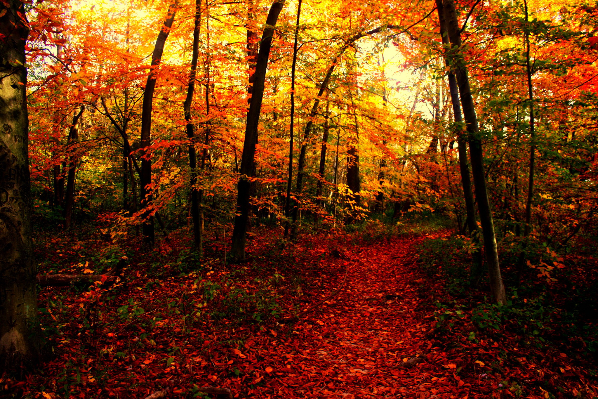 Wallpaper Trail Autumn Nature Forests Seasons 2048x1366