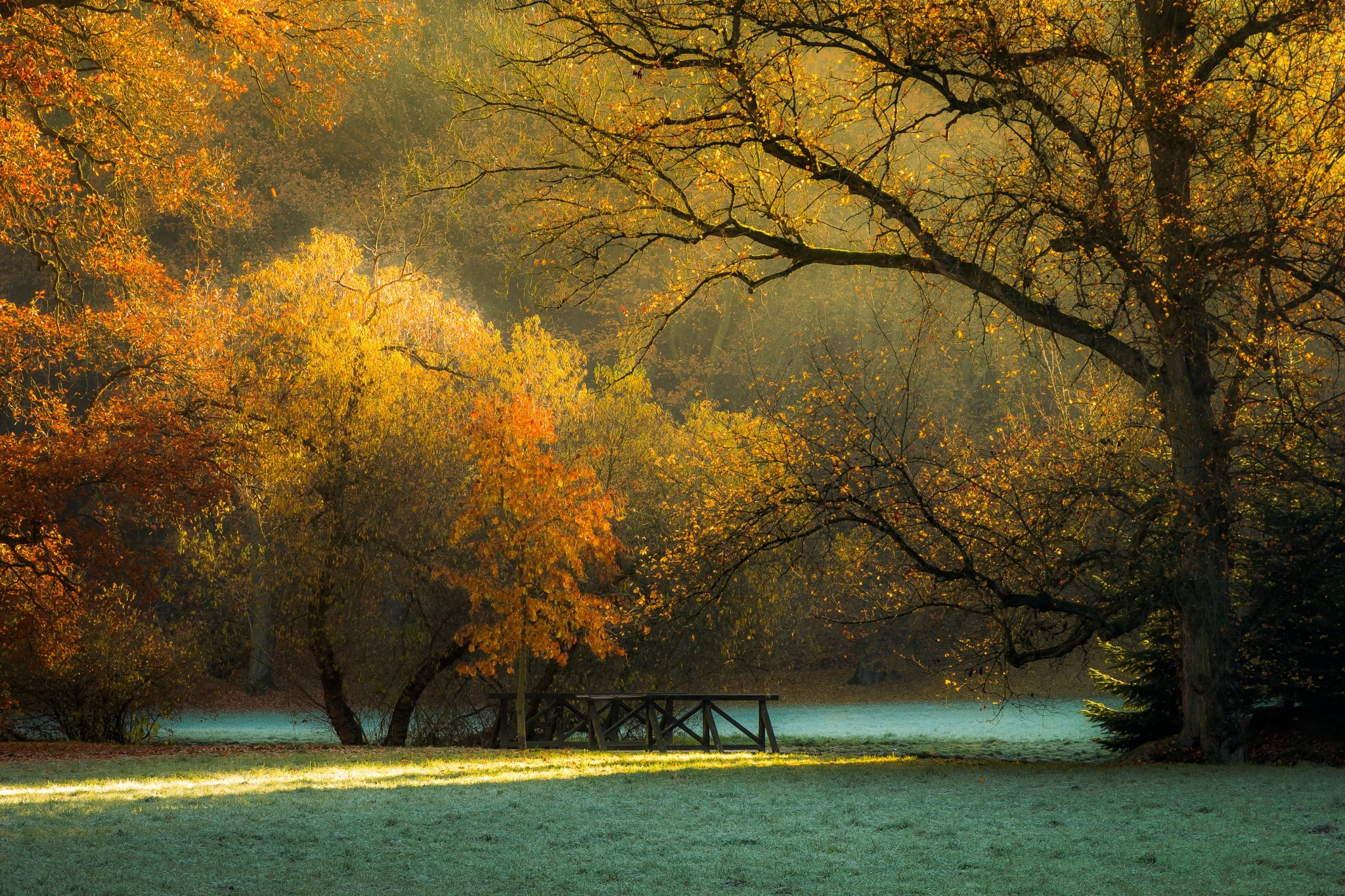 Wallpaper, sunlight, trees, landscape, forest, fall, nature, grass, park, branch, morning, frost, foliage, Czech Republic, tree, autumn, leaf, flower, season, woodland, atmospheric phenomenon, woody plant 2048x1366 Wallpaper