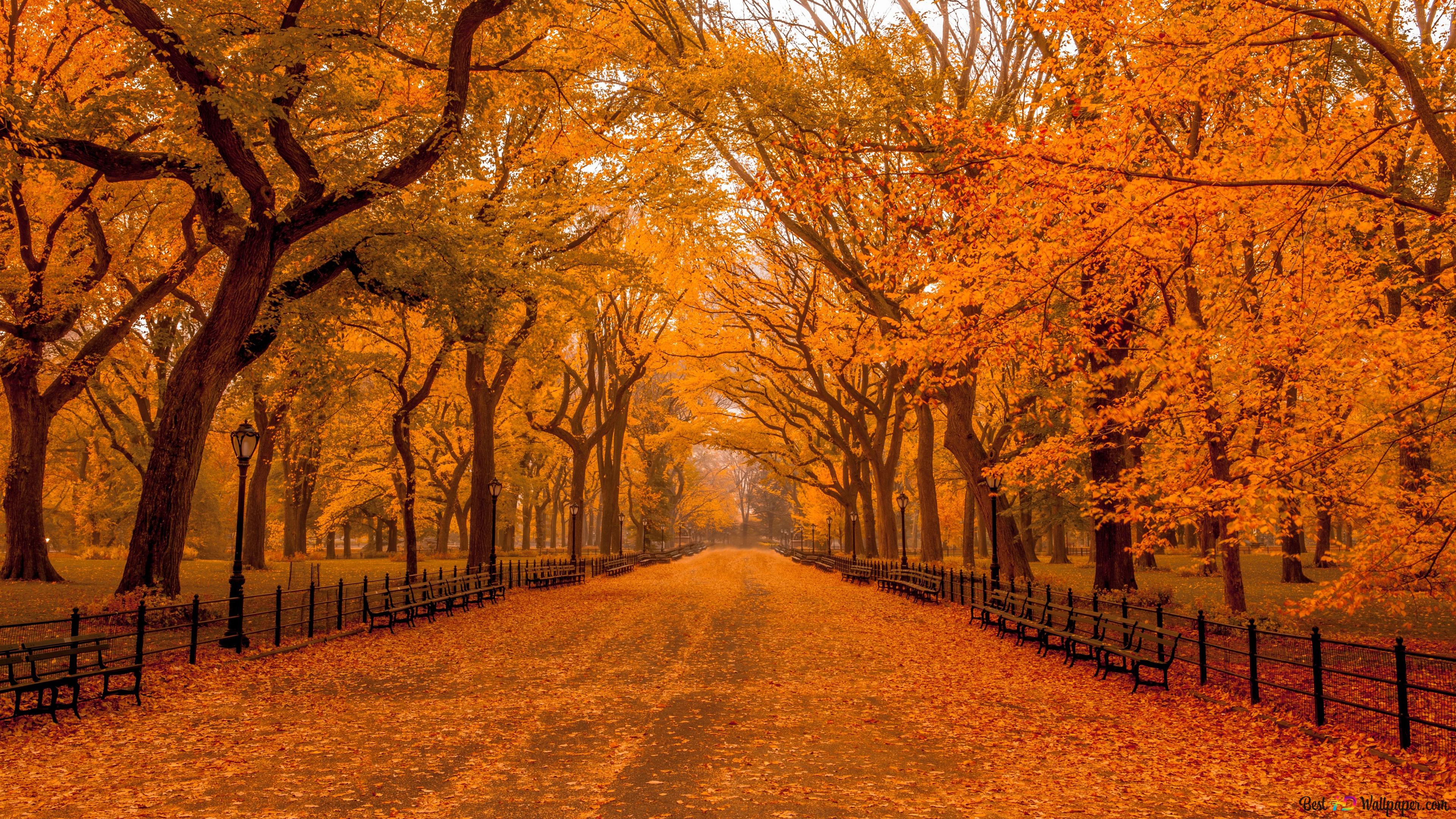 Central park forest road with its unique colors in autumn 4K wallpaper download