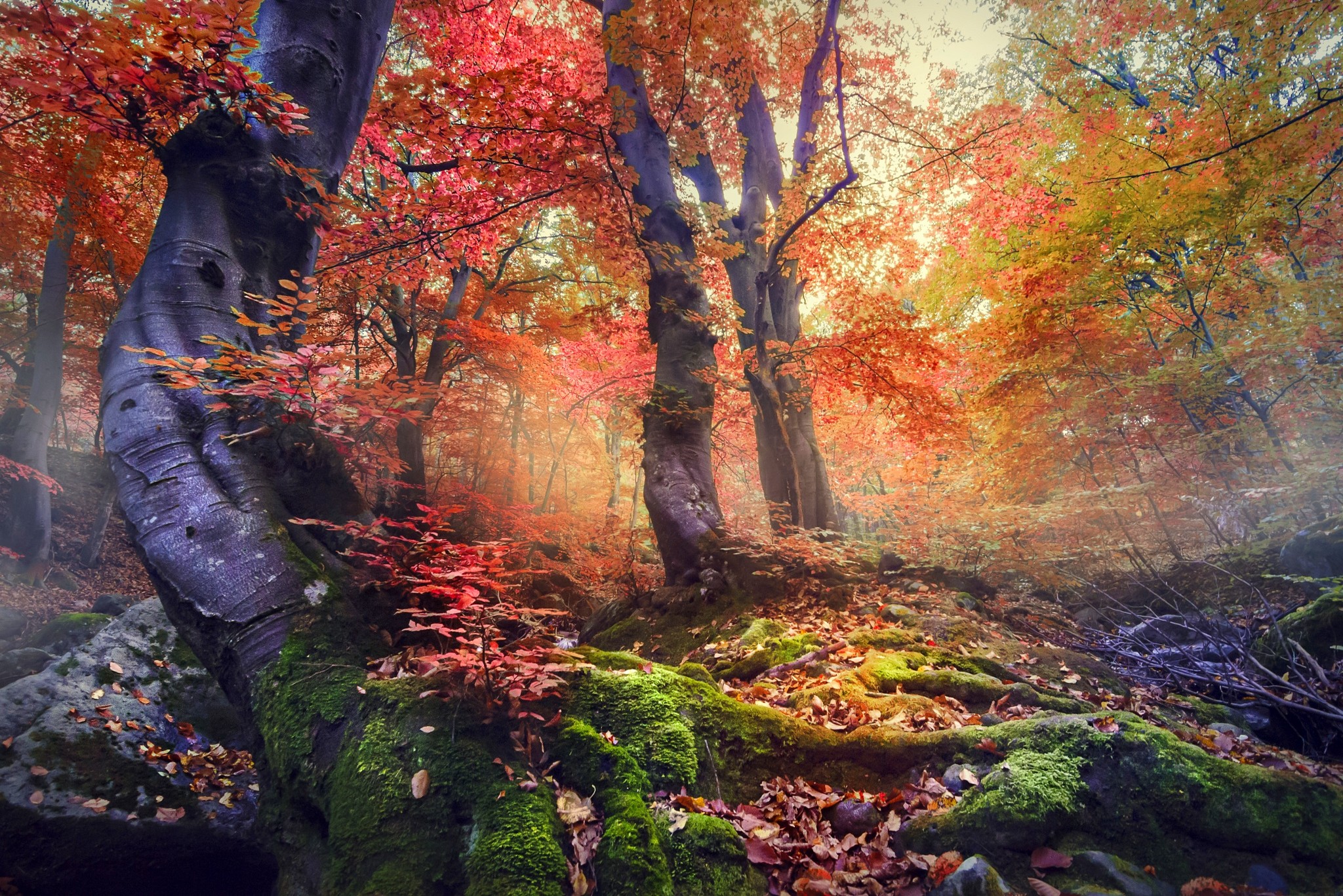 Wallpaper, sunlight, trees, landscape, colorful, forest, fall, leaves, nature, moss, mist, stream, tree, autumn, leaf, season, woodland, habitat, natural environment, woody plant 2048x1366