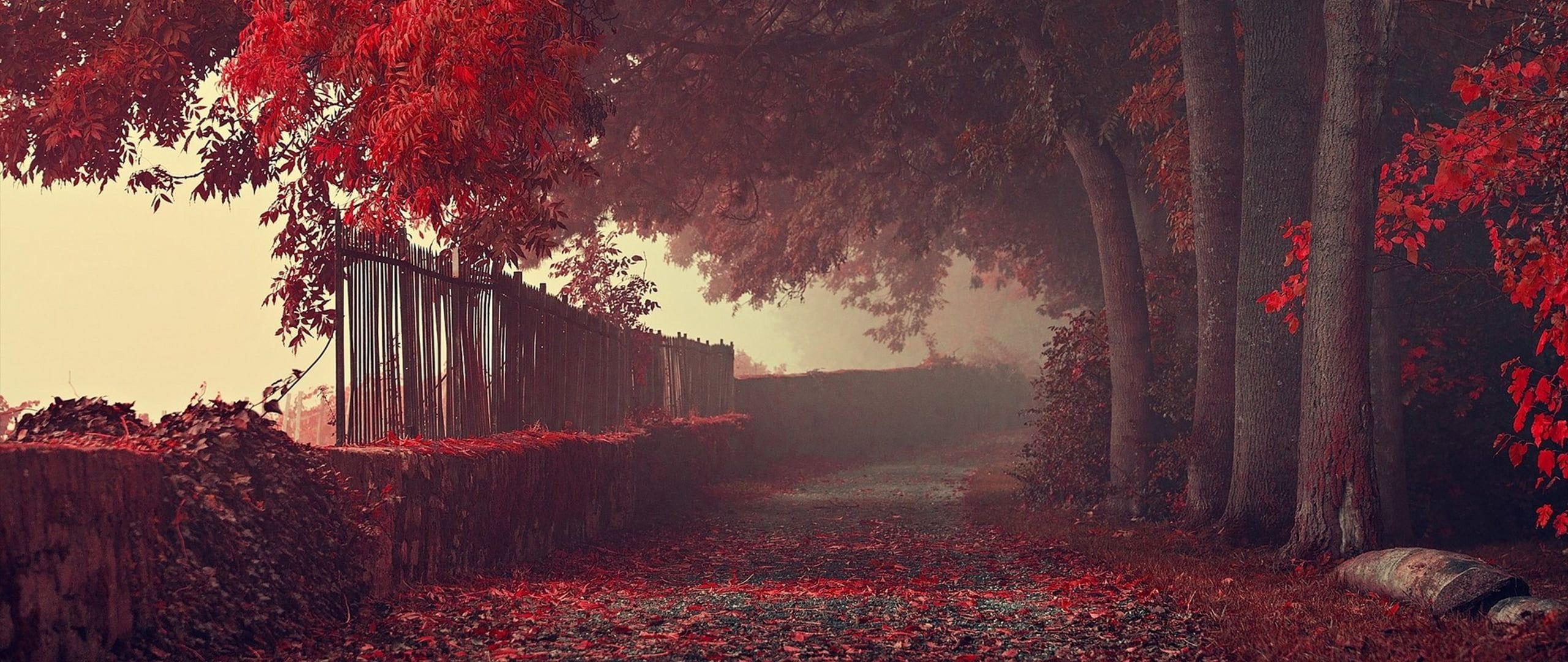 Red Trees #ultra Wide #photography #nature #leaves #fall #path #park #trees #red K #wallpaper #hdwallpaper #desktop. Nature Photography, Red Tree, Nature