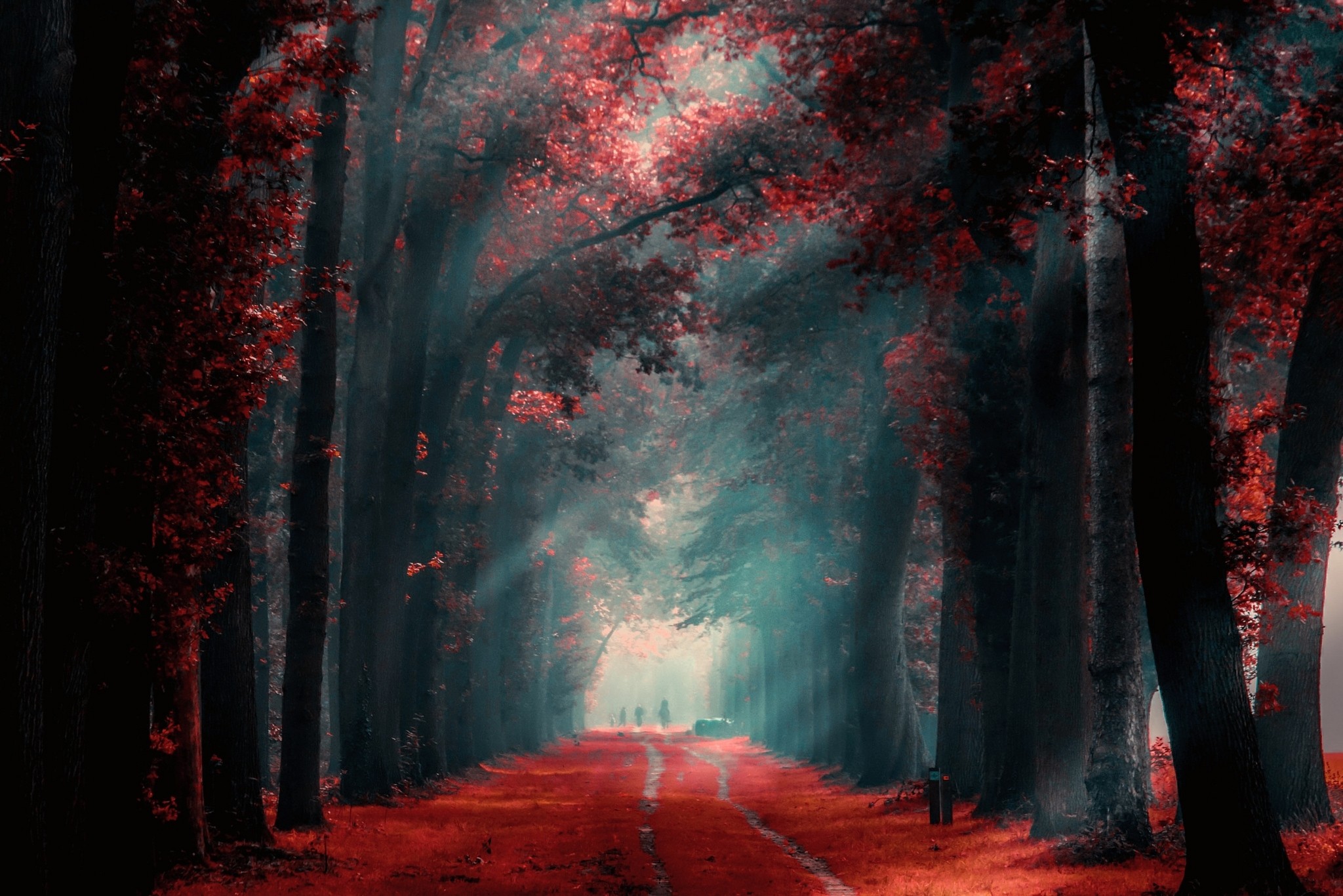 Wallpaper, sunlight, trees, landscape, forest, fall, leaves, people, nature, red, morning, mist, path, autumn, darkness, screenshot, habitat, computer wallpaper 2048x1366