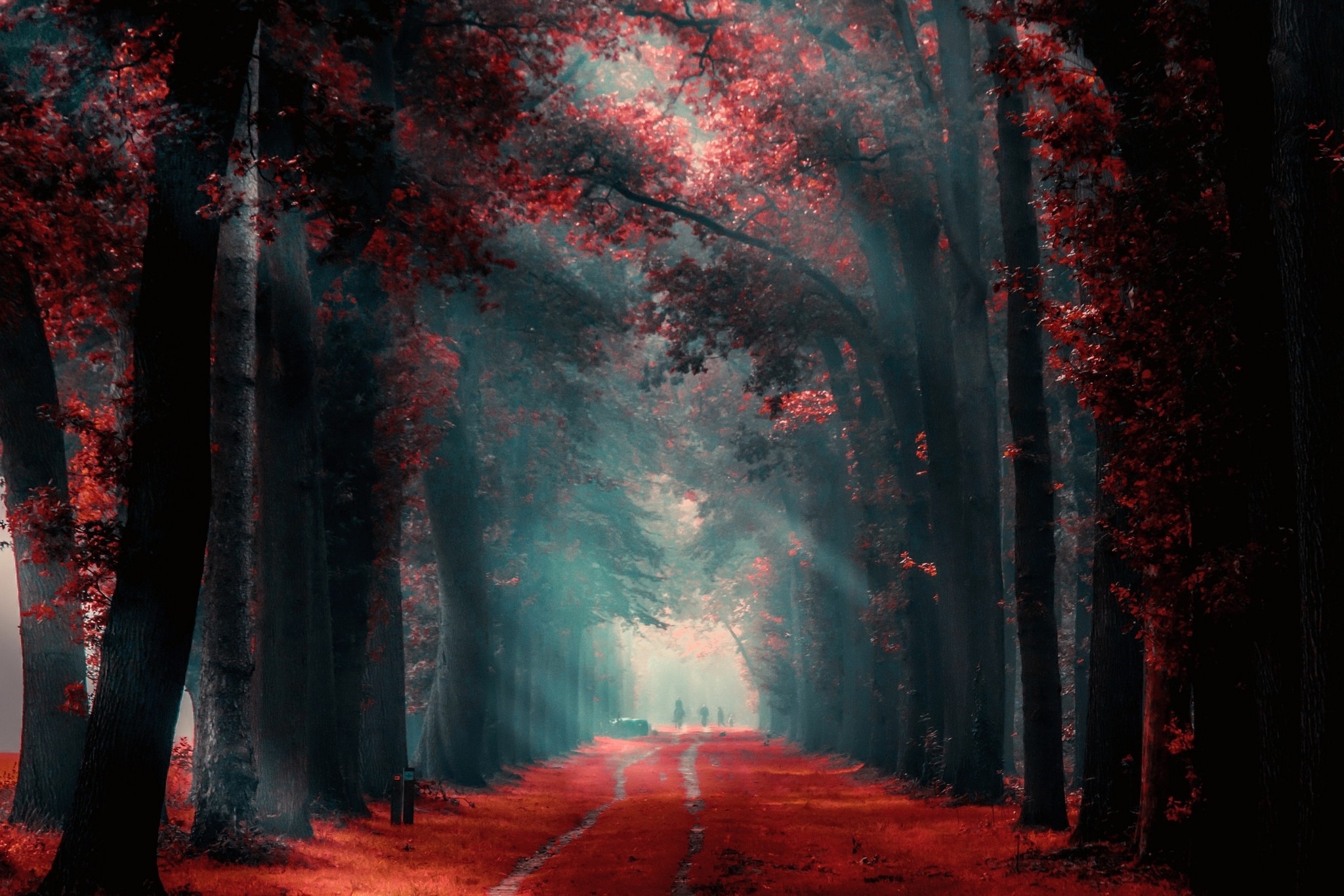 nature landscape fall path mist red leaves trees sunlight people morning wallpaper