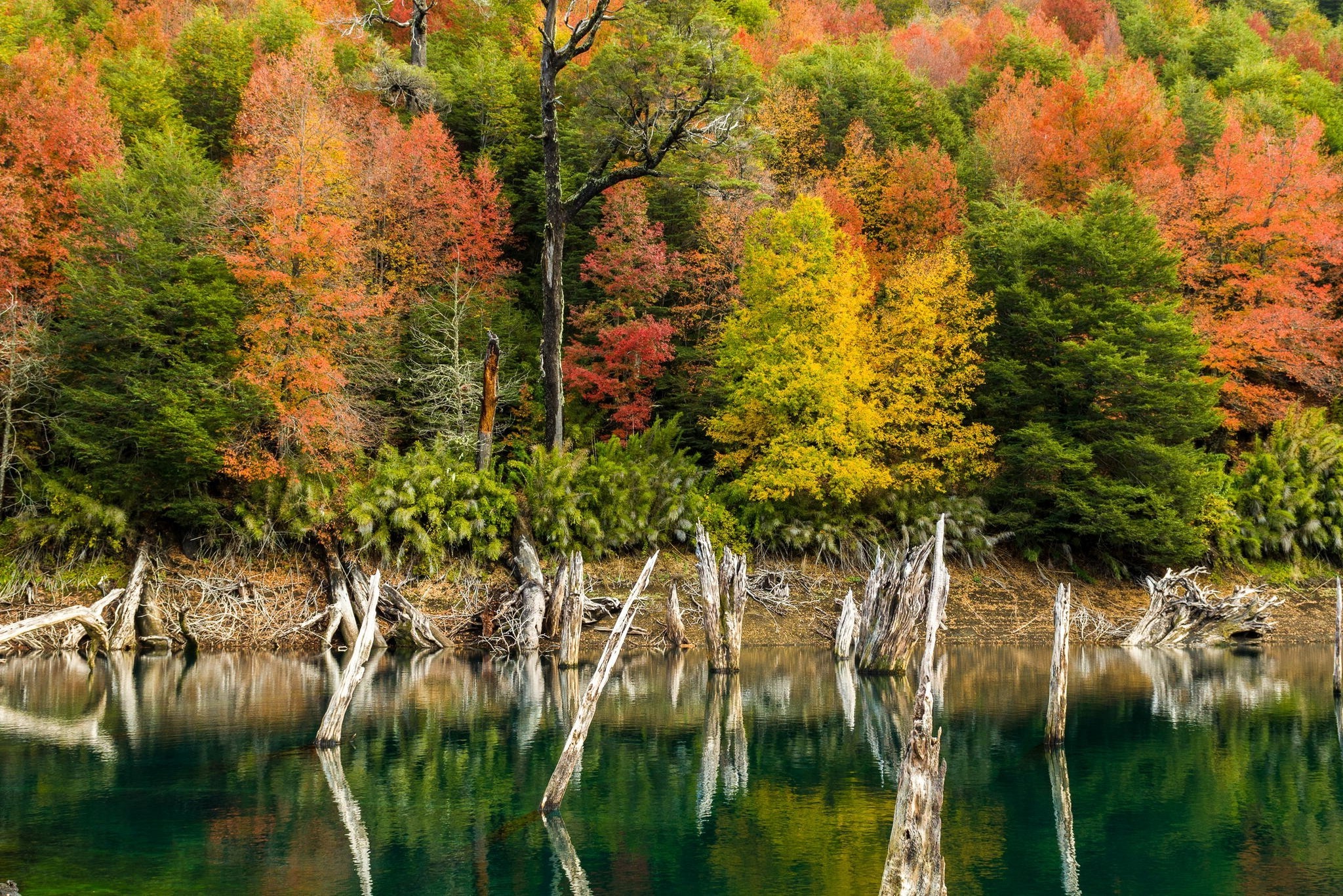 Wallpaper, 2048x1366 px, Chile, colorful, dead trees, fall, forest, lake, landscape, nature, shrubs, water 2048x1366