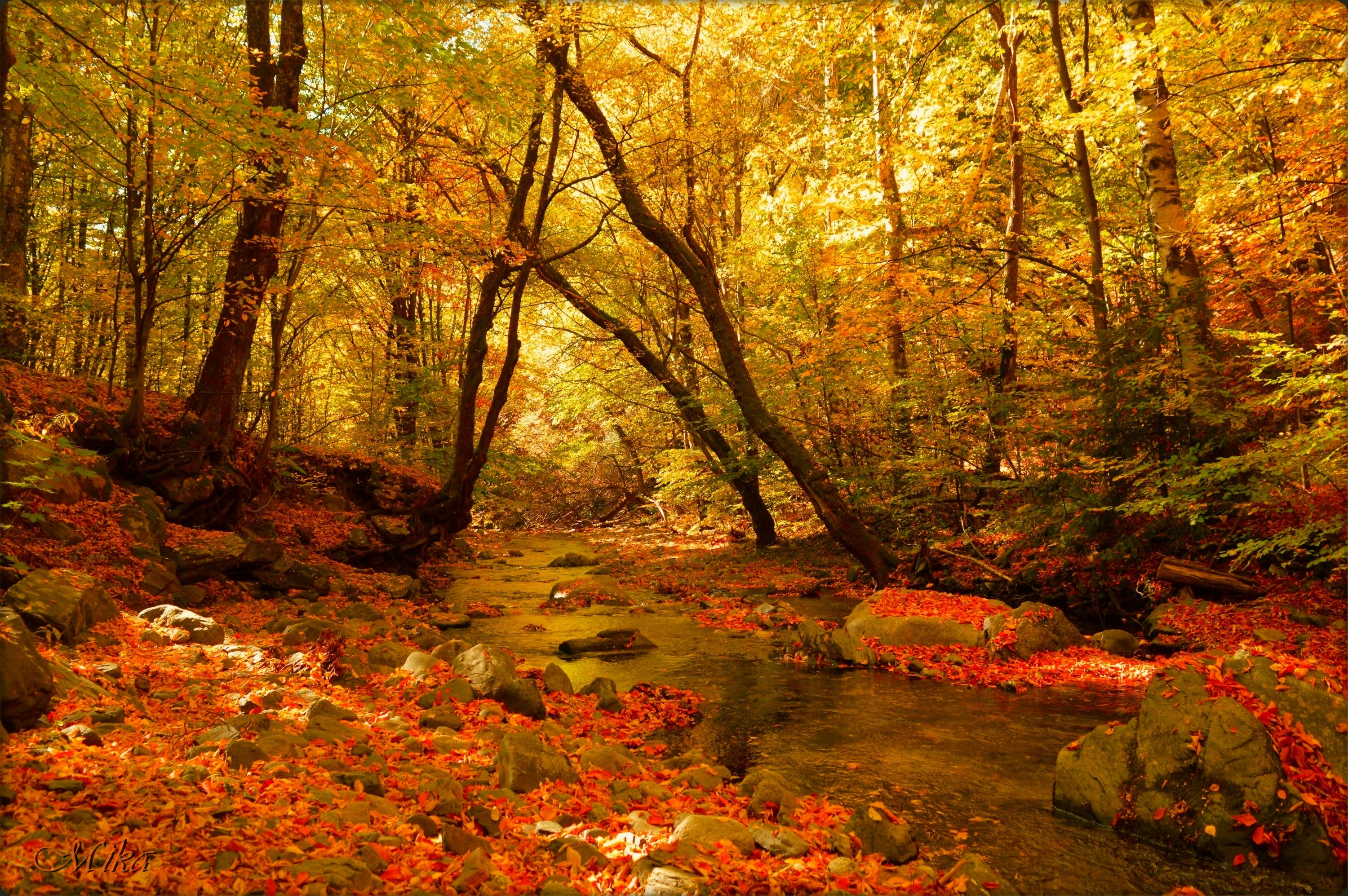 Stream HD, Foliage, Fall, Forest, Nature Gallery HD Wallpaper